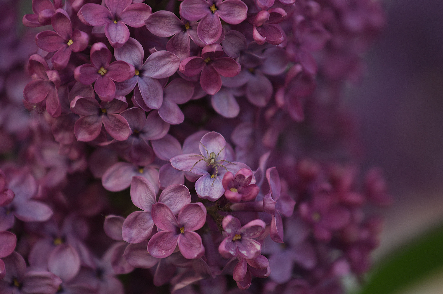 Nikon AF-S Nikkor 70-200mm F4G ED VR sample photo. И манит магия цветов... и аромат нежнейший photography