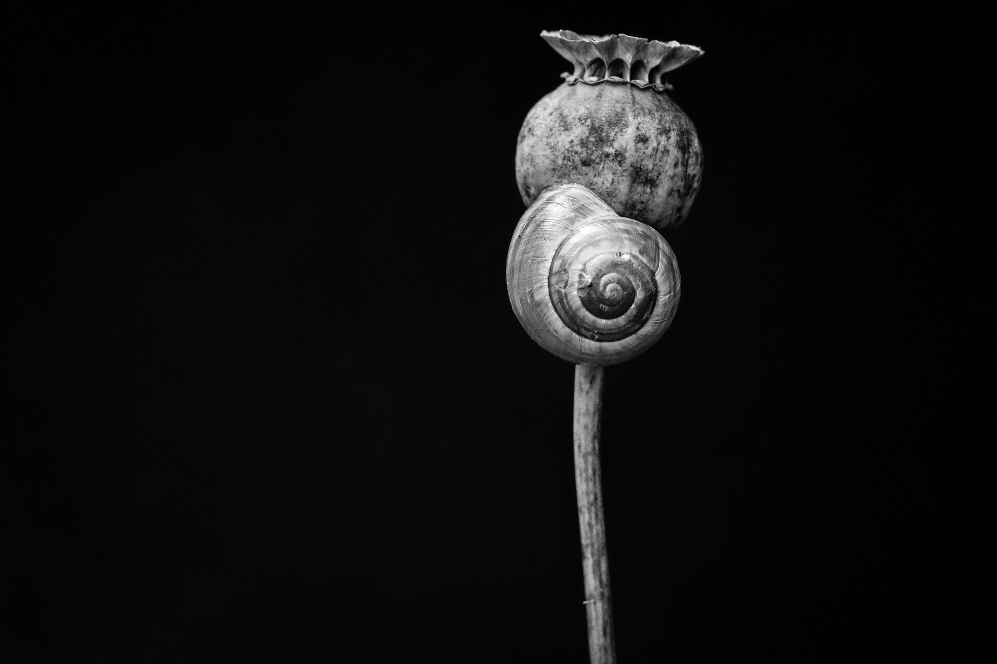 Canon EOS 7D + Canon EF 100mm F2.8 Macro USM sample photo. Road to ruin photography