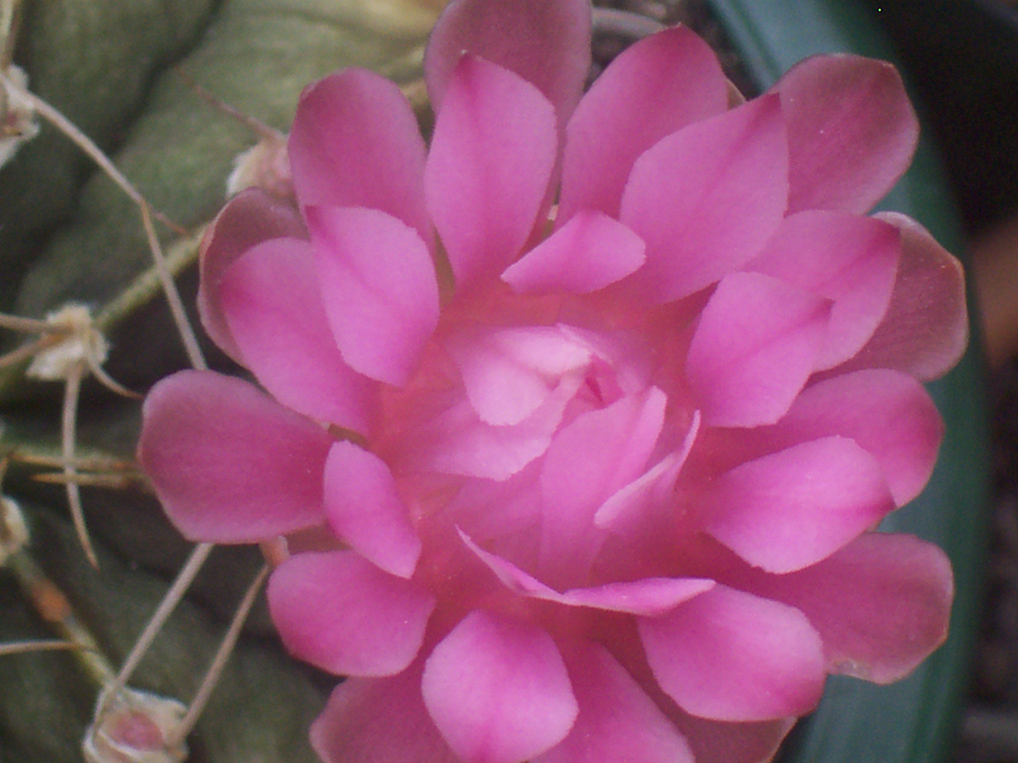Kodak C330 ZOOM DIGITAL CAMERA sample photo. Fiore delle piante grasse rosa photography