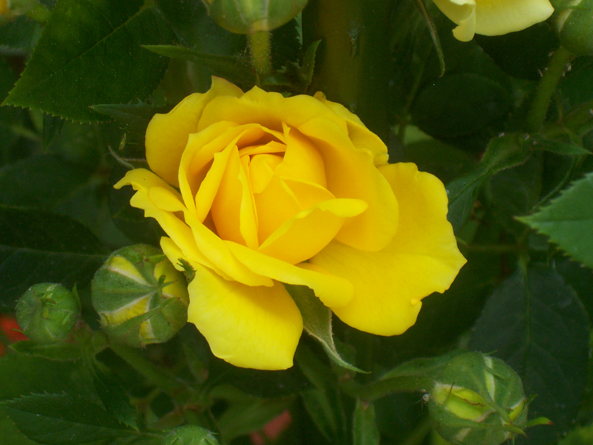 Kodak C330 ZOOM DIGITAL CAMERA sample photo. Rosa gialla photography