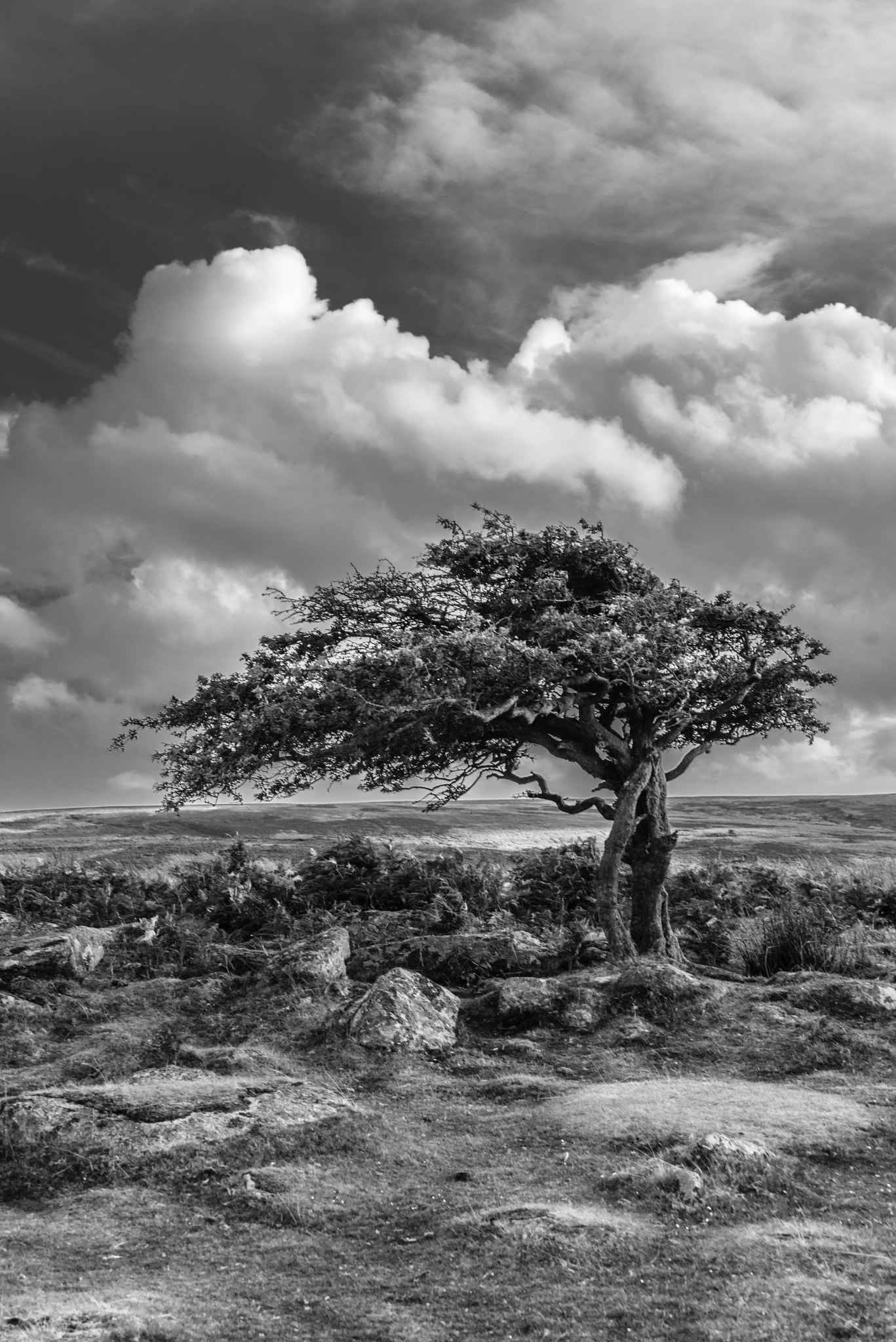 Nikon D800 + Sigma 50mm F2.8 EX DG Macro sample photo. England 2014 photography