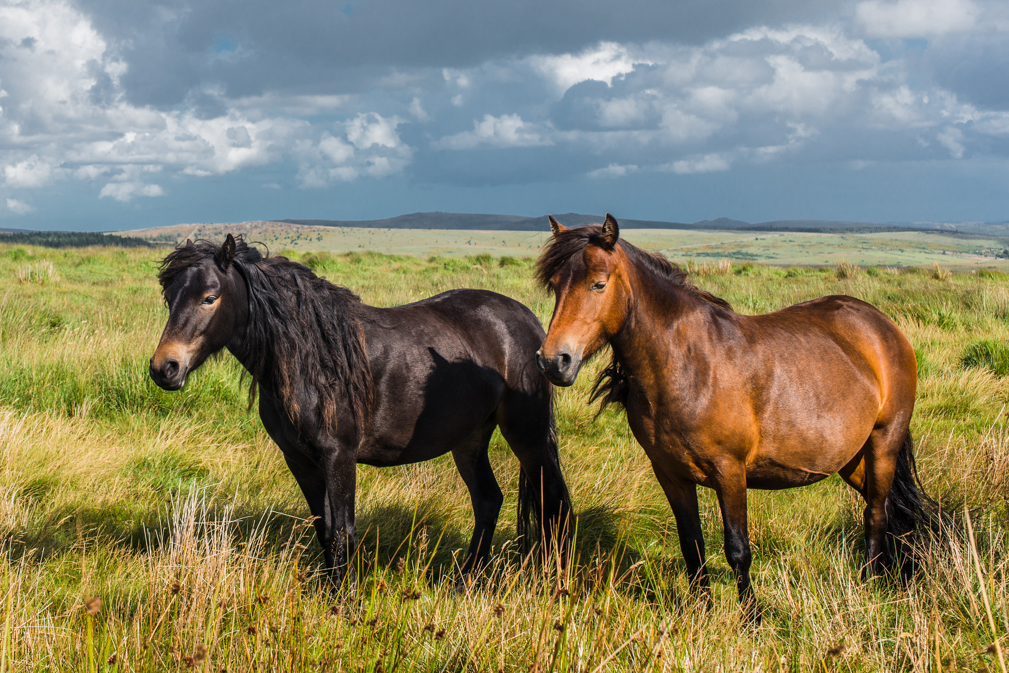 Nikon D800 + Sigma 50mm F2.8 EX DG Macro sample photo. England 2014 photography