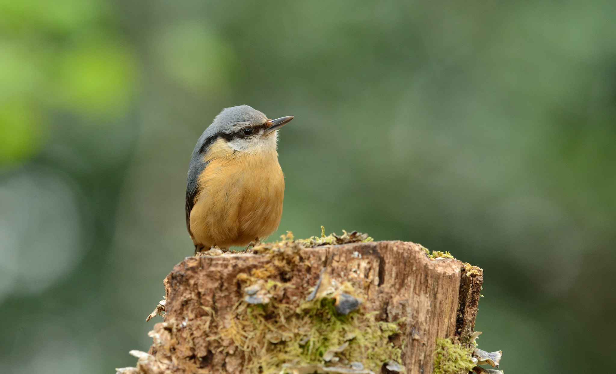 Nikon D600 + Nikon AF-S Nikkor 400mm F2.8D ED-IF II sample photo. Boo photography