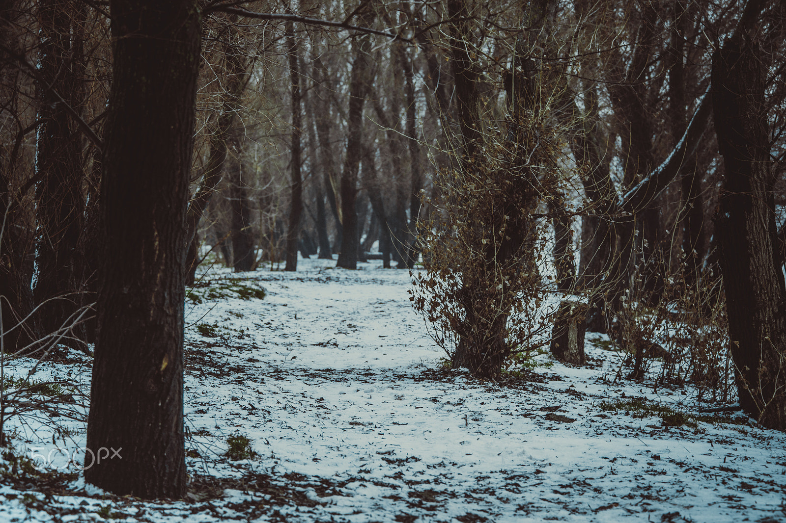 Minolta AF 80-200mm F2.8 HS-APO G sample photo. Winter park photography