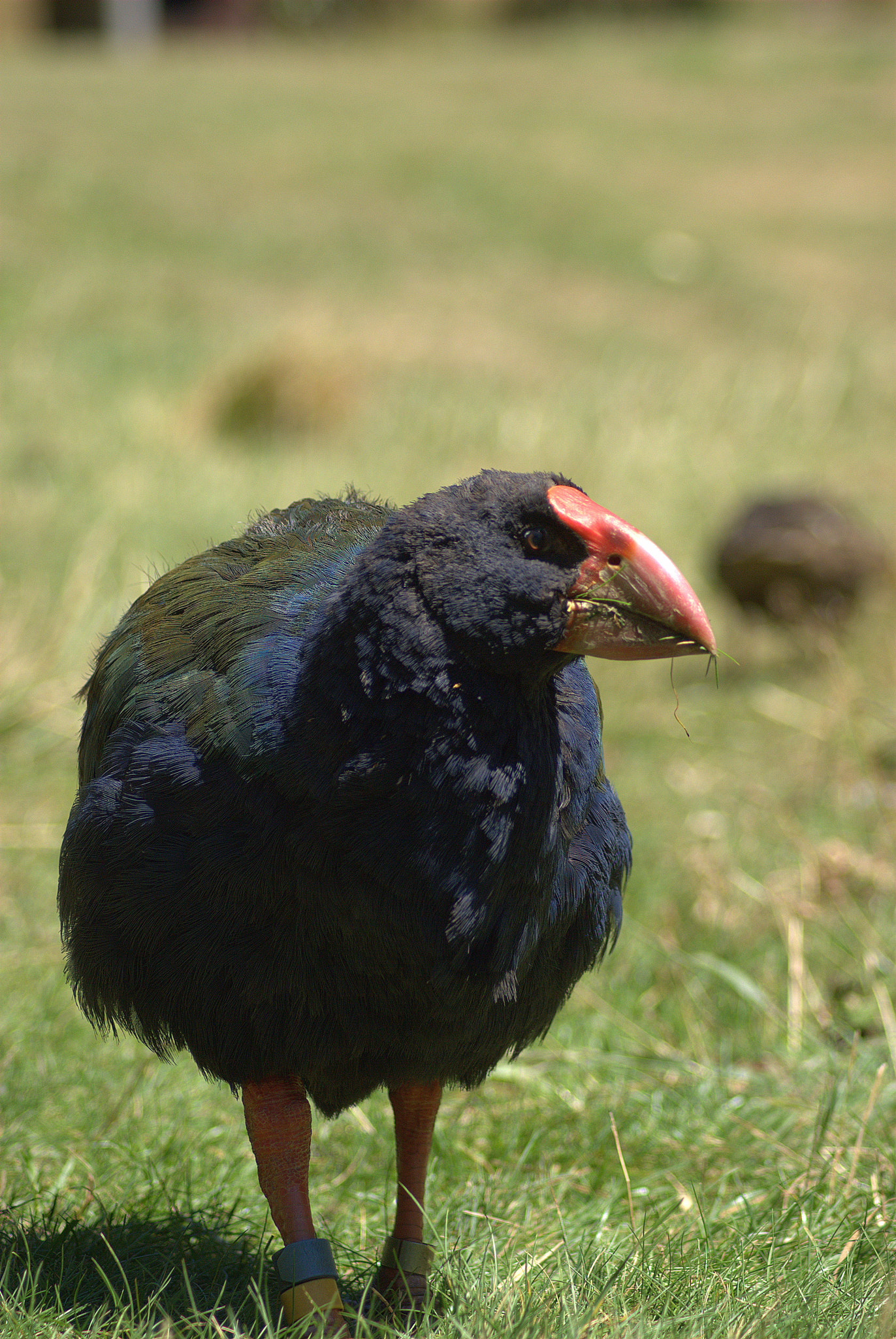 Nikon AF Nikkor 70-300mm F4-5.6G sample photo. South island takahe photography