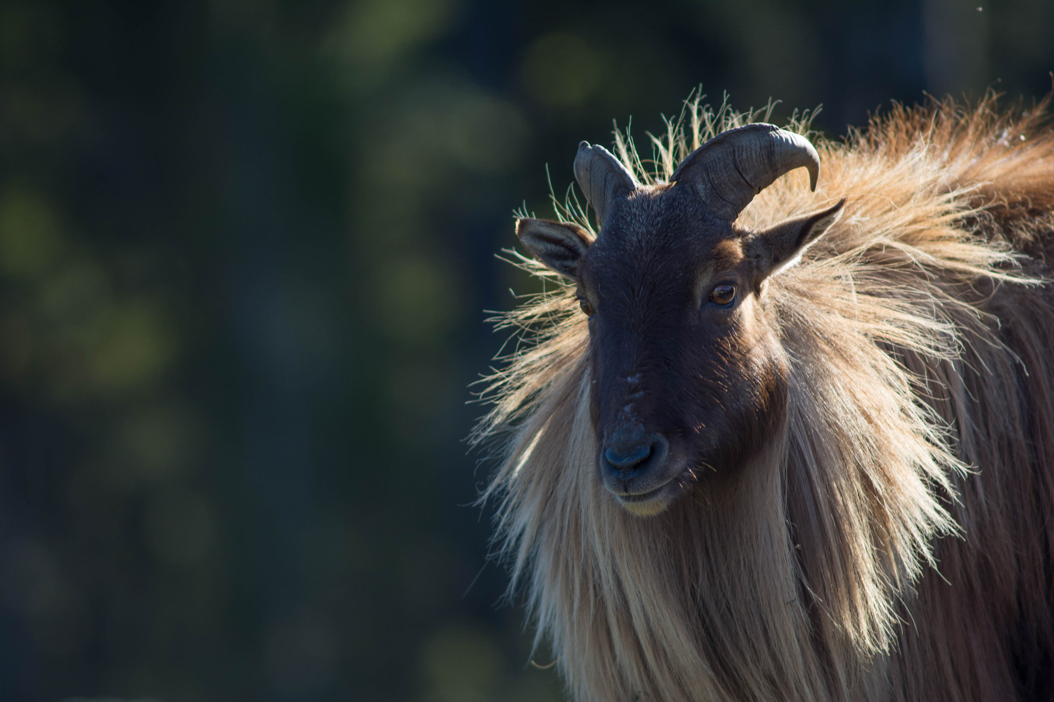 AF Nikkor 300mm f/4 IF-ED sample photo. Tahr in new zealand.jpg photography