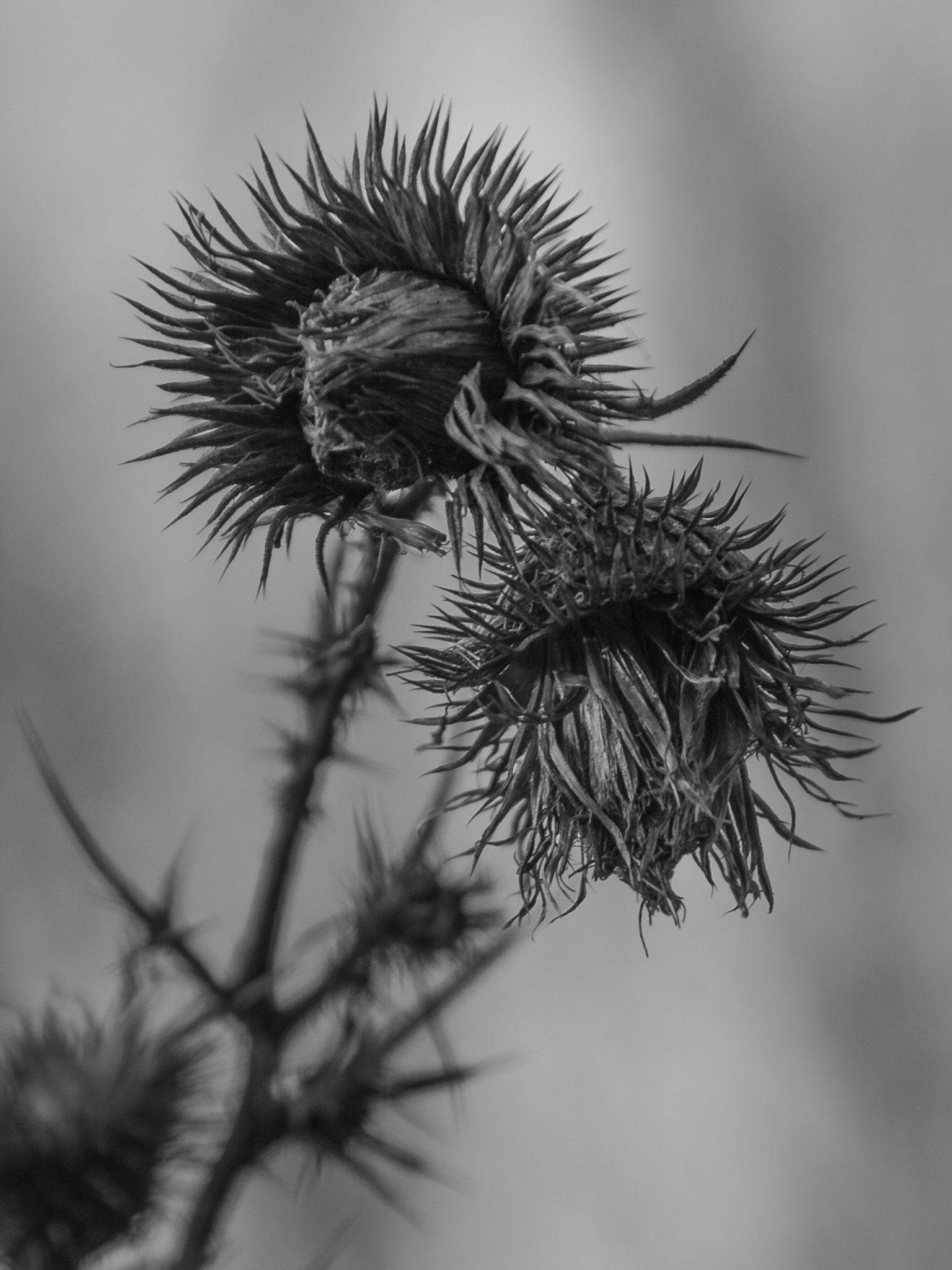 Sigma 17-70mm F2.8-4 DC Macro OS HSM sample photo. Dried flowers b &amp; w photography