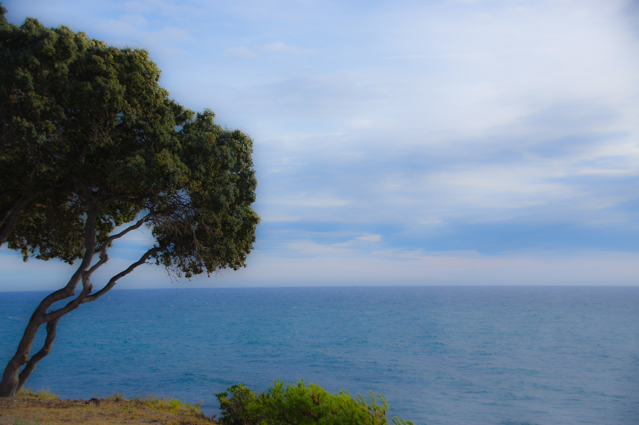 Pentax K-3 II + Sigma 18-250mm F3.5-6.3 DC Macro OS HSM sample photo. Tree by the sea photography