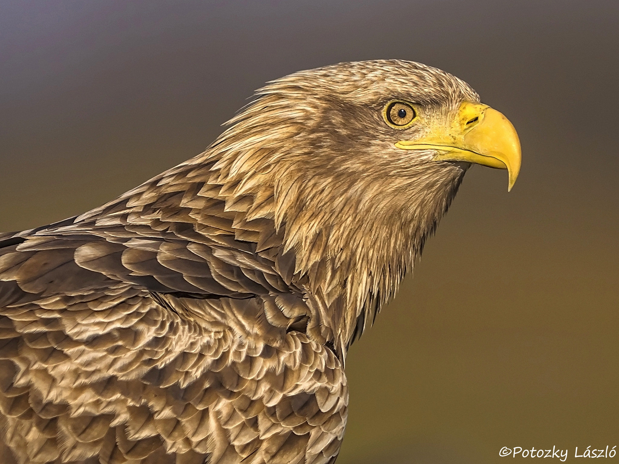 Olympus OM-D E-M1 + OLYMPUS 300mm Lens sample photo. White-tailed eagle photography