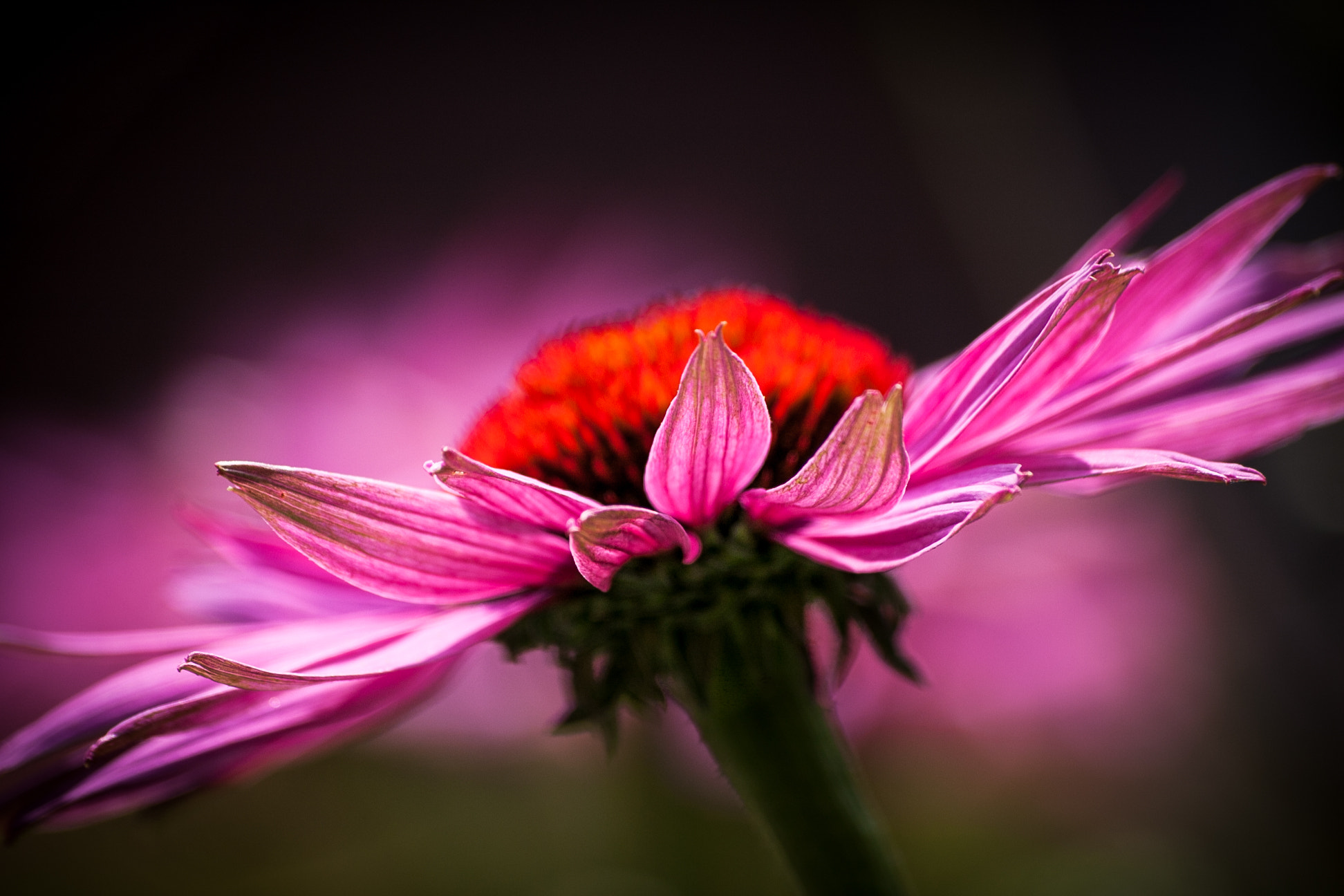 Sigma 70-300mm F4-5.6 APO DG Macro sample photo. Echinacea photography