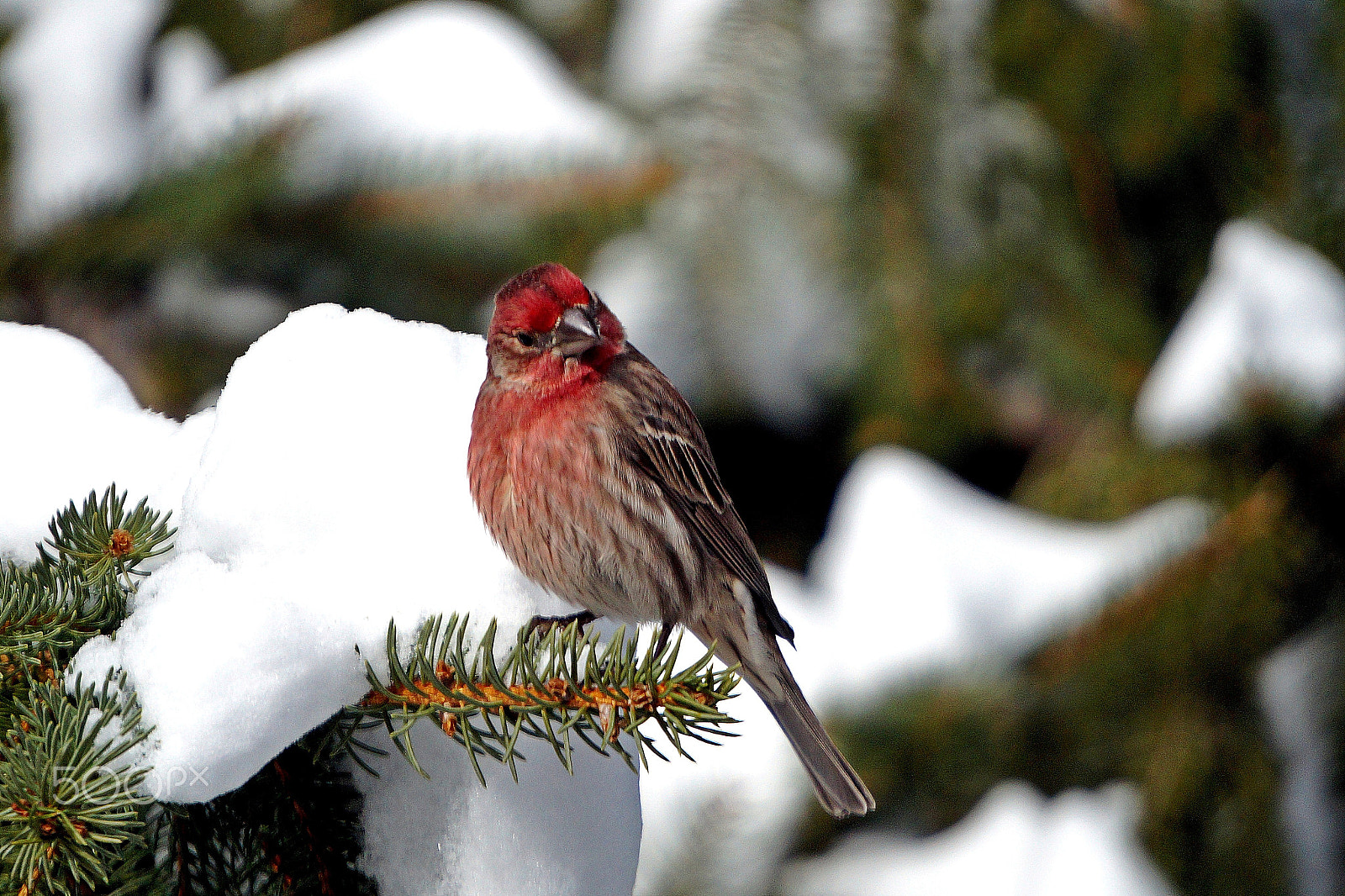 Sony Alpha a3000 + Sony E 55-210mm F4.5-6.3 OSS sample photo. Male house finch in winter i photography