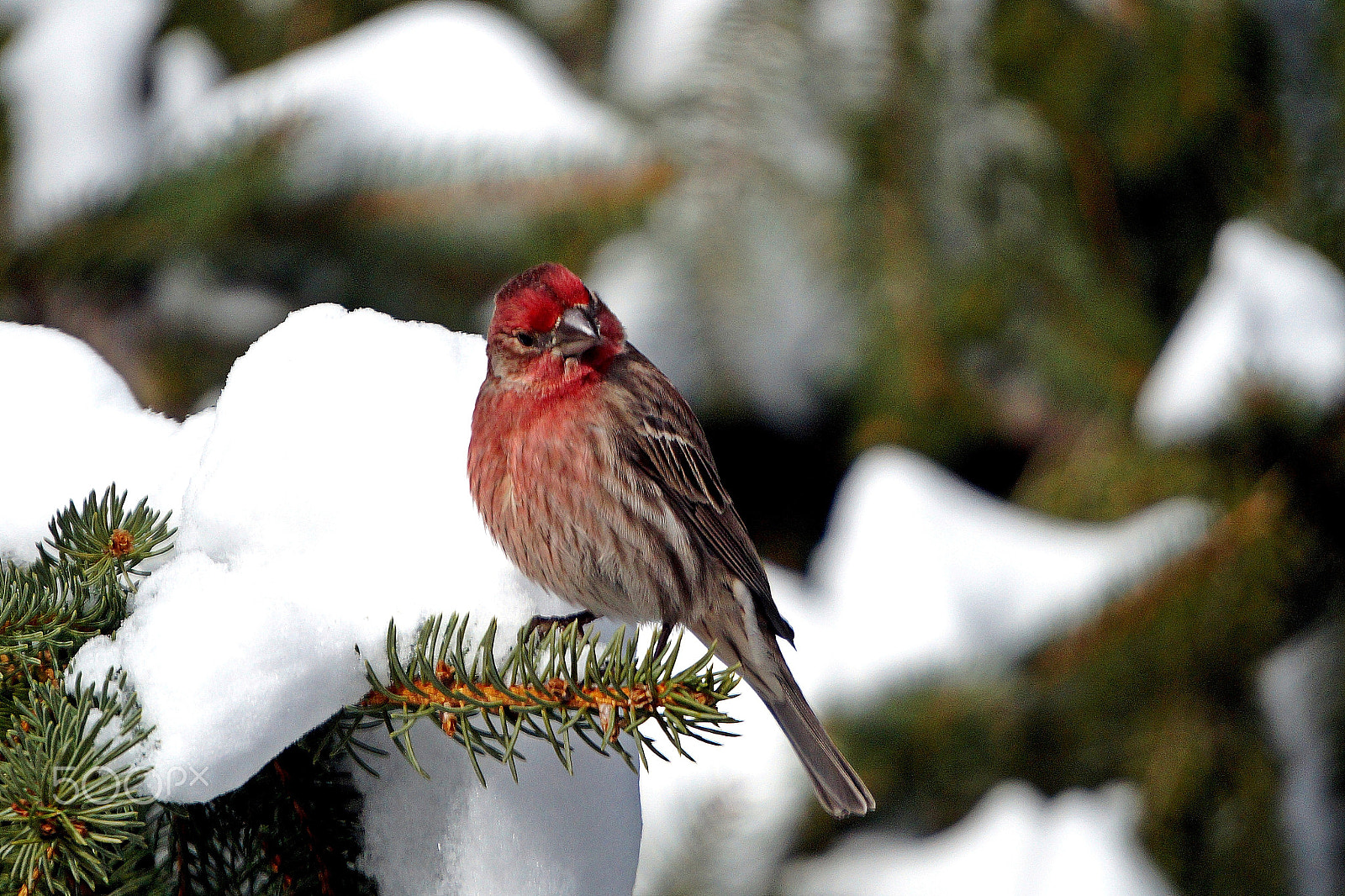Sony E 55-210mm F4.5-6.3 OSS sample photo. Male house finch in winter i photography