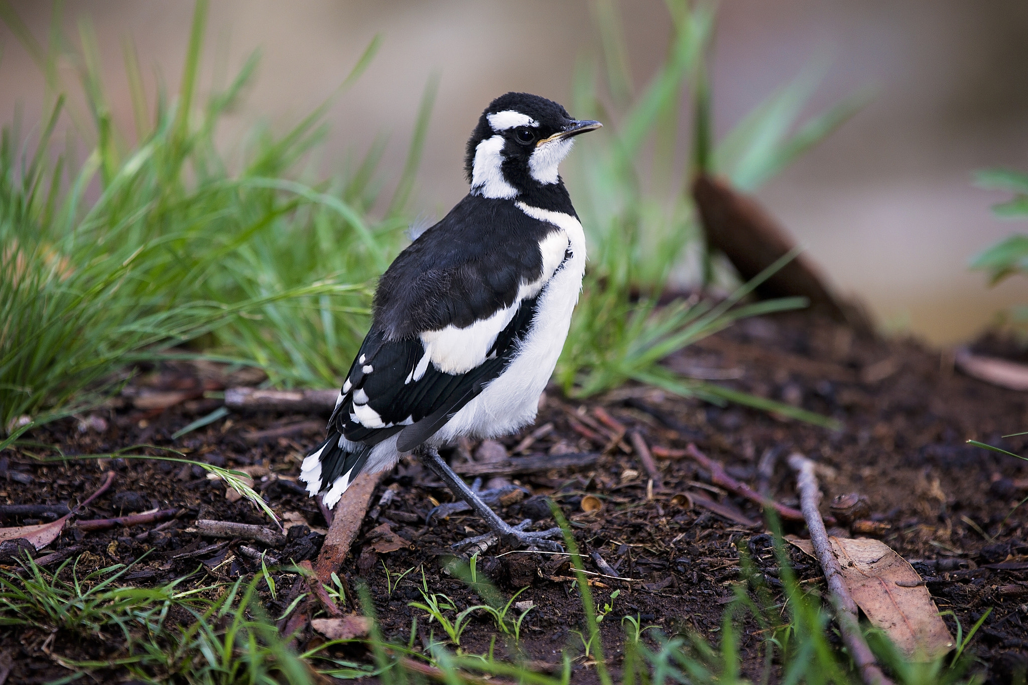 Canon EOS-1D C + Canon EF 70-200mm F2.8L IS II USM sample photo. Baby magpie lark photography