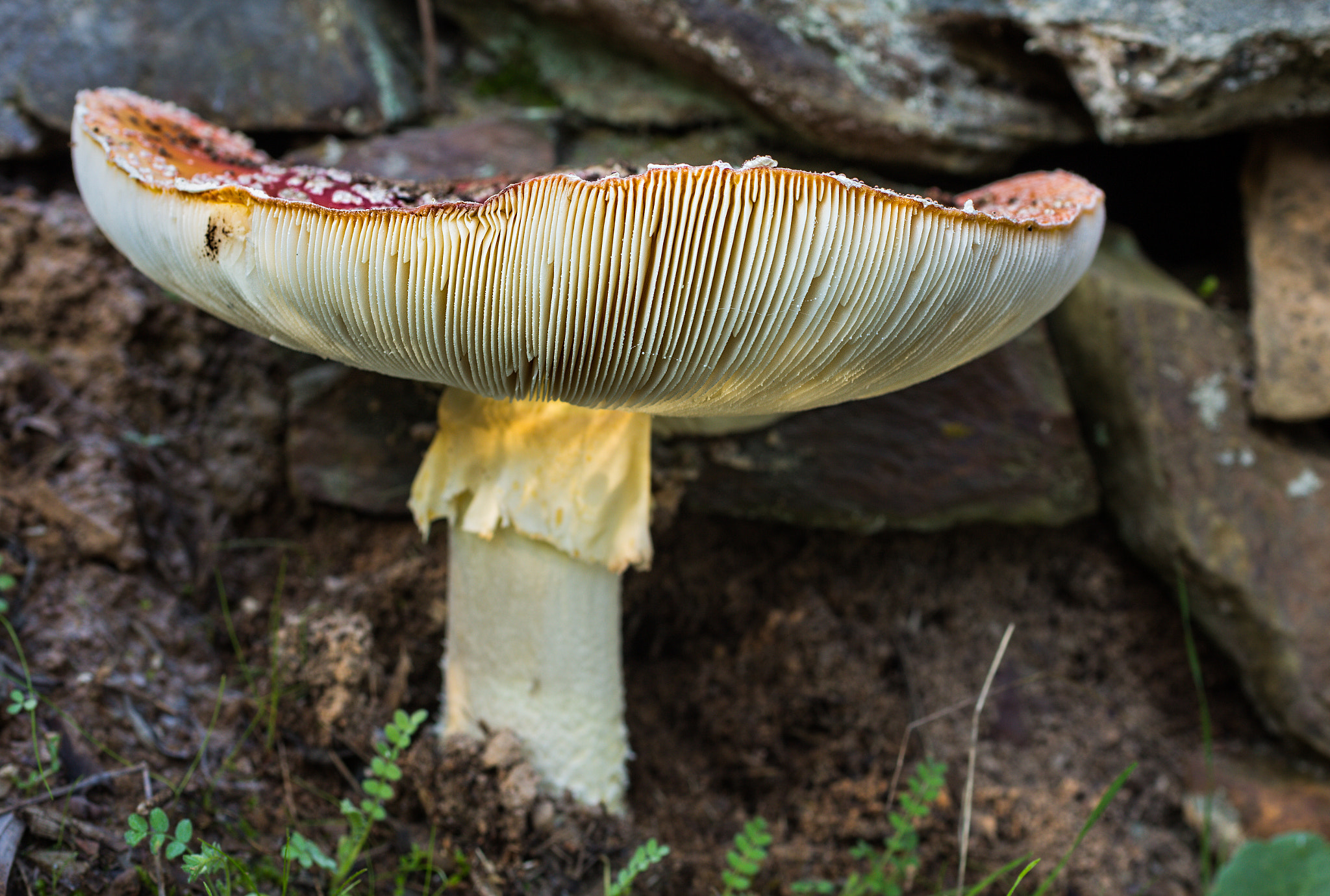 Canon EOS 60D + Sigma 50mm f/2.8 EX sample photo. Amanita muscaria photography