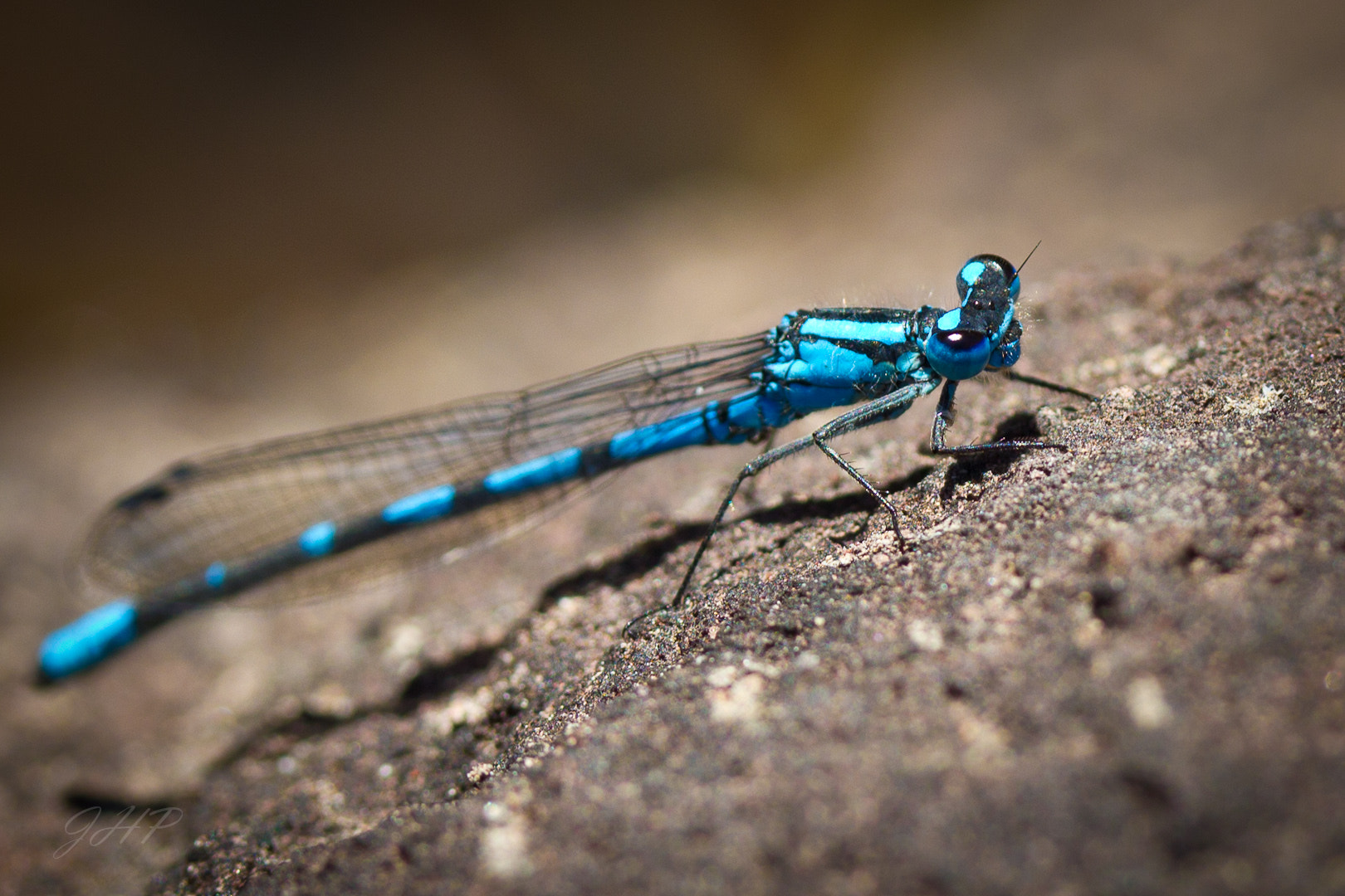 Canon EF-S 60mm F2.8 Macro USM sample photo. Pretty turquoise damsel photography