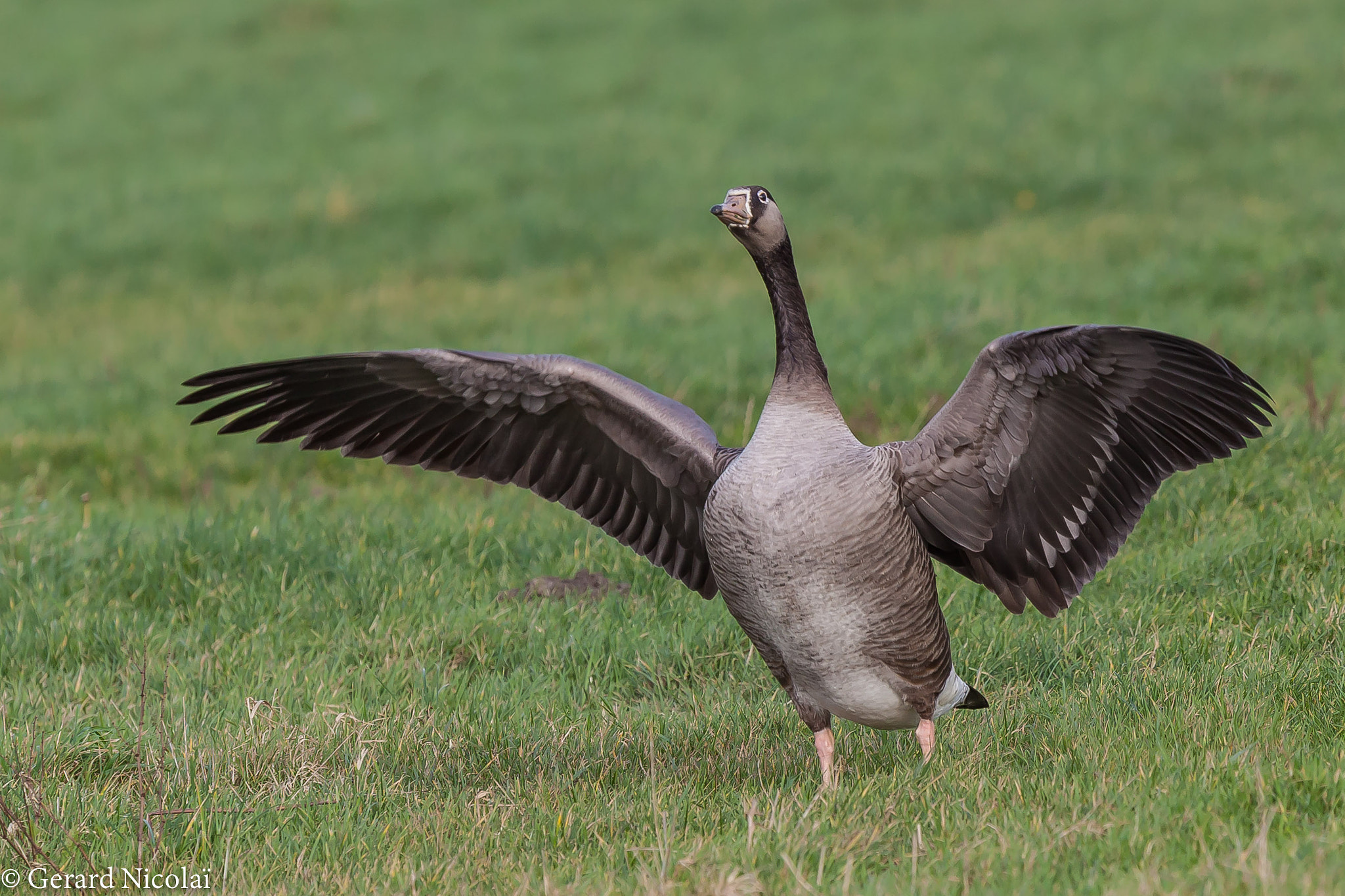 Canon EF 300mm F2.8L IS USM sample photo. Happy goose photography