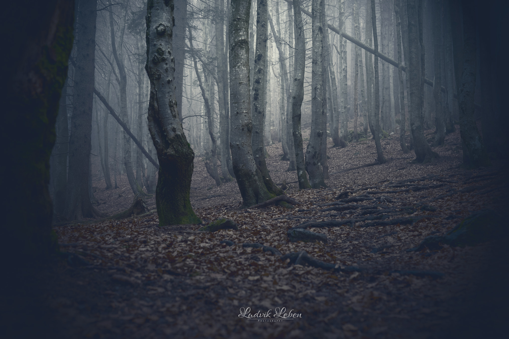Sony a7 II + Sony 50mm F1.4 sample photo. Whispering trees photography
