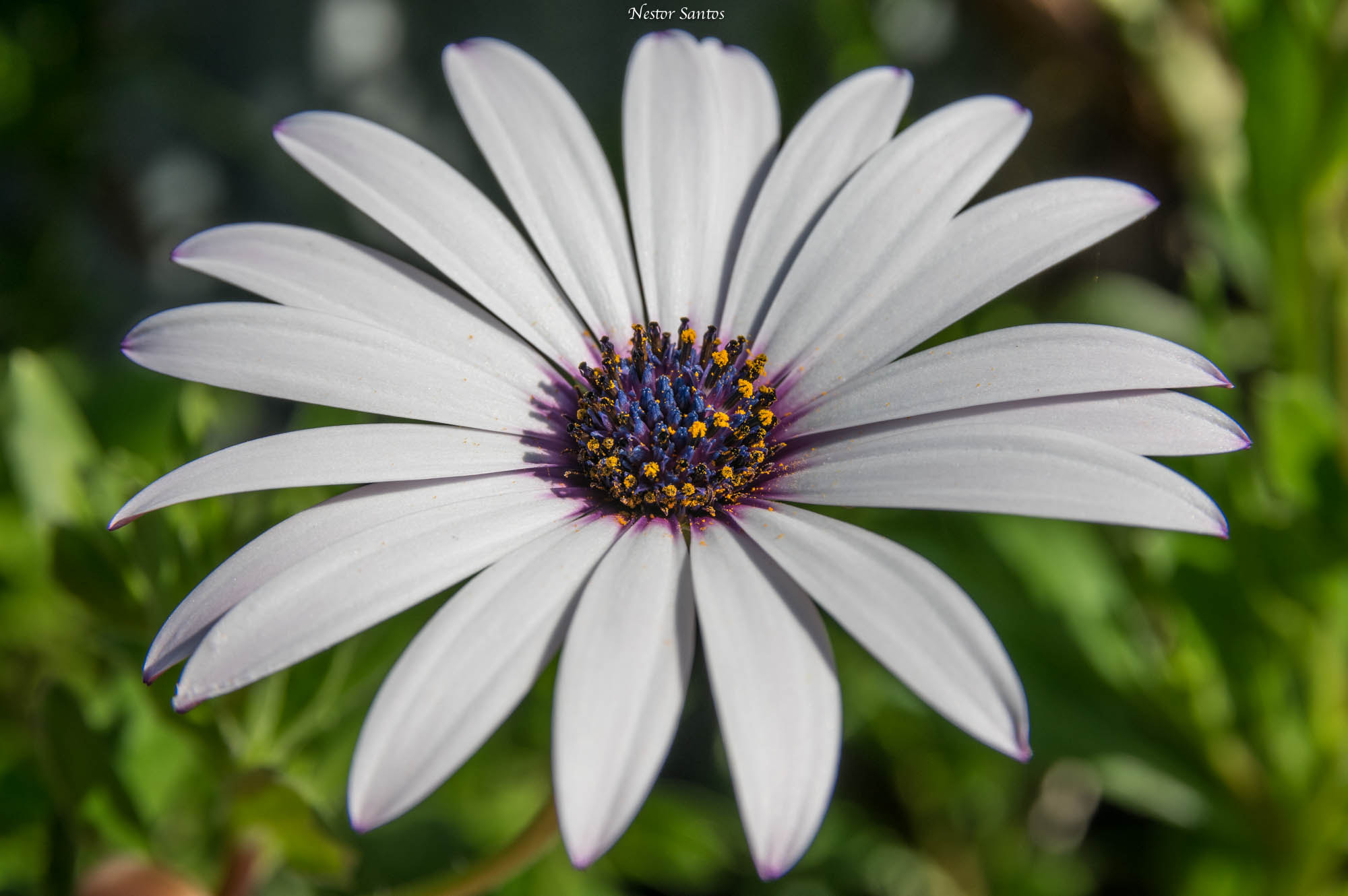 Sigma 17-70mm F2.8-4 DC Macro HSM Contemporary sample photo. First spring photography