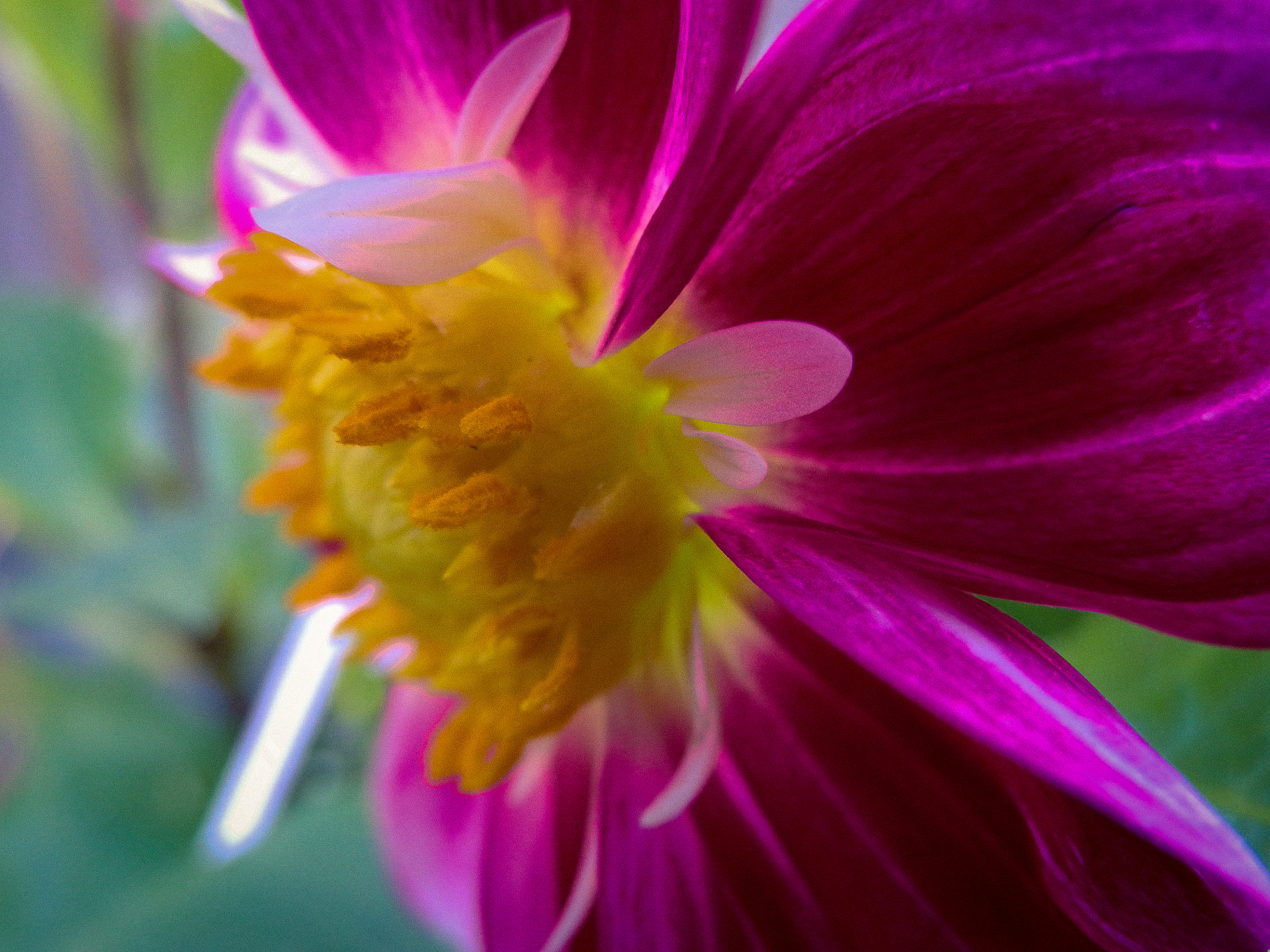 Olympus SP-610UZ sample photo. Beautiful flower photography