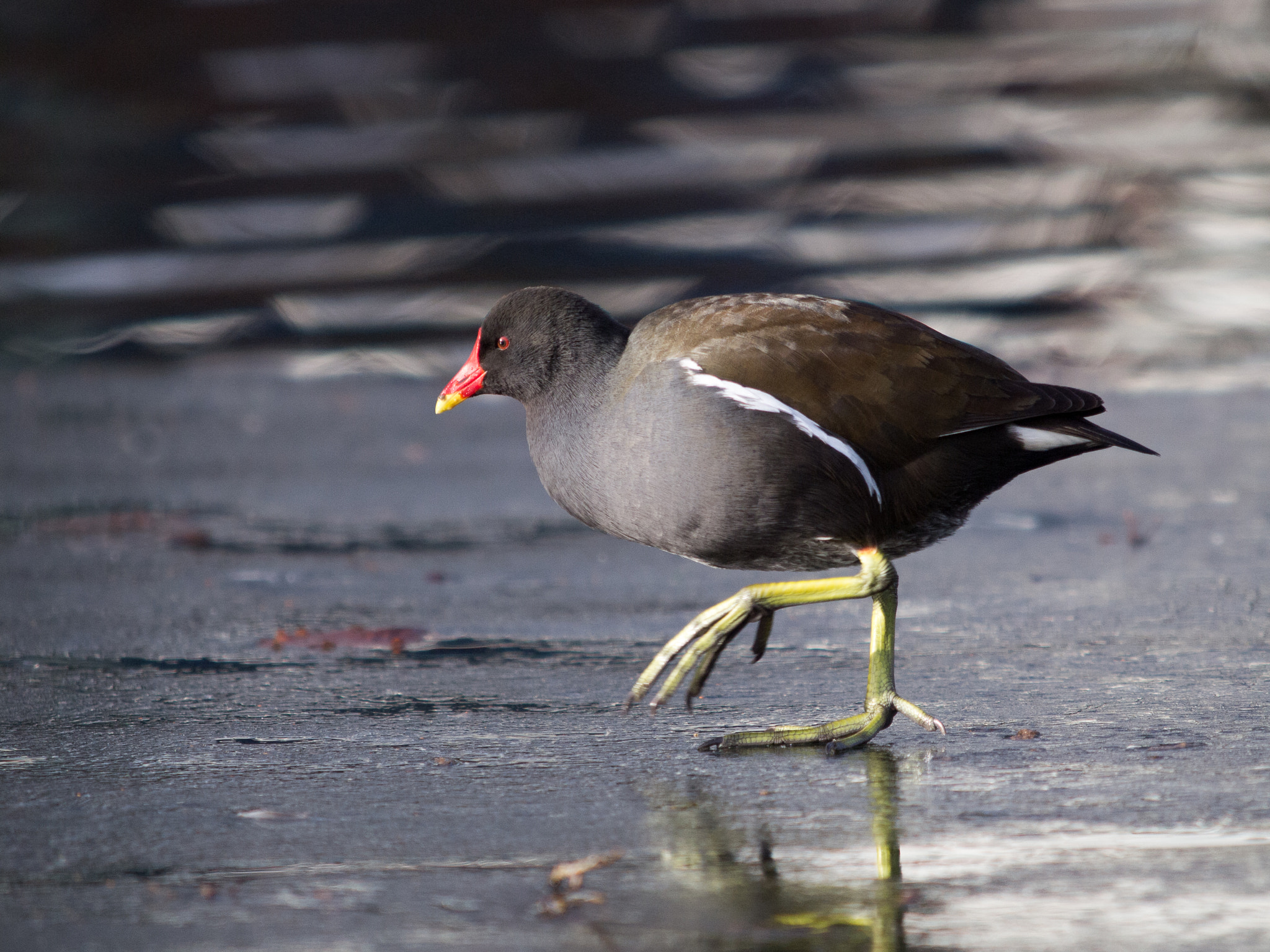 Olympus E-5 + OLYMPUS 300mm Lens sample photo. Commmon moorhen photography