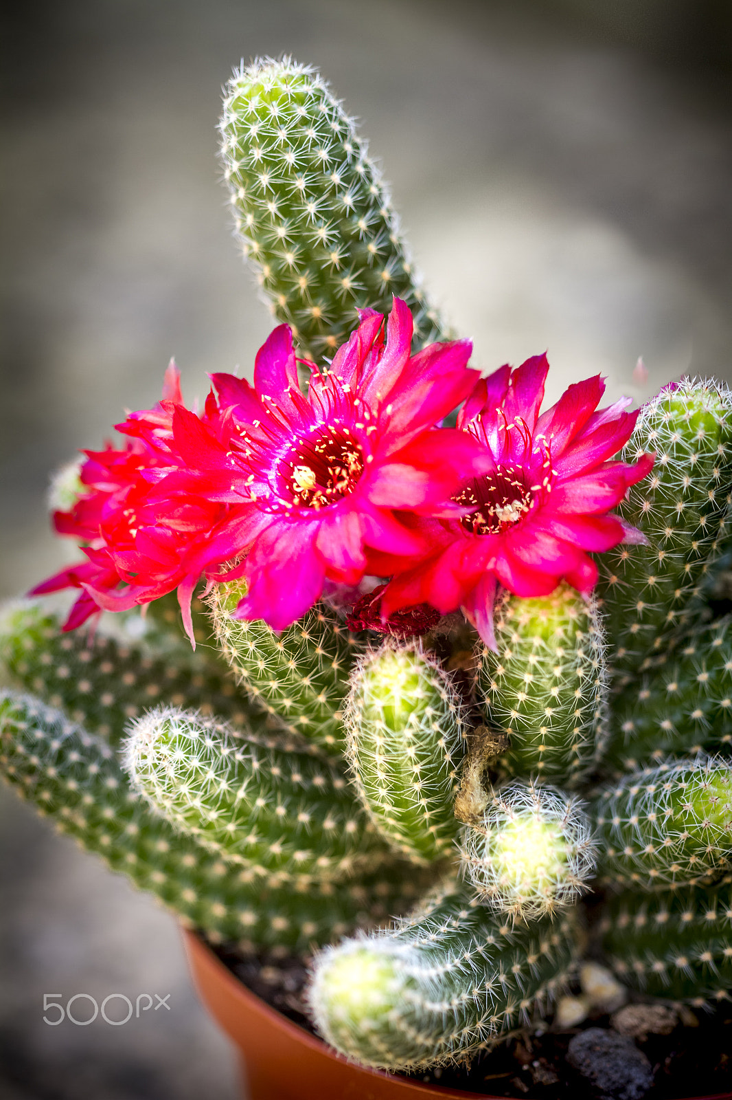 Canon EOS 7D + Canon EF 100mm F2.8 Macro USM sample photo. Red photography