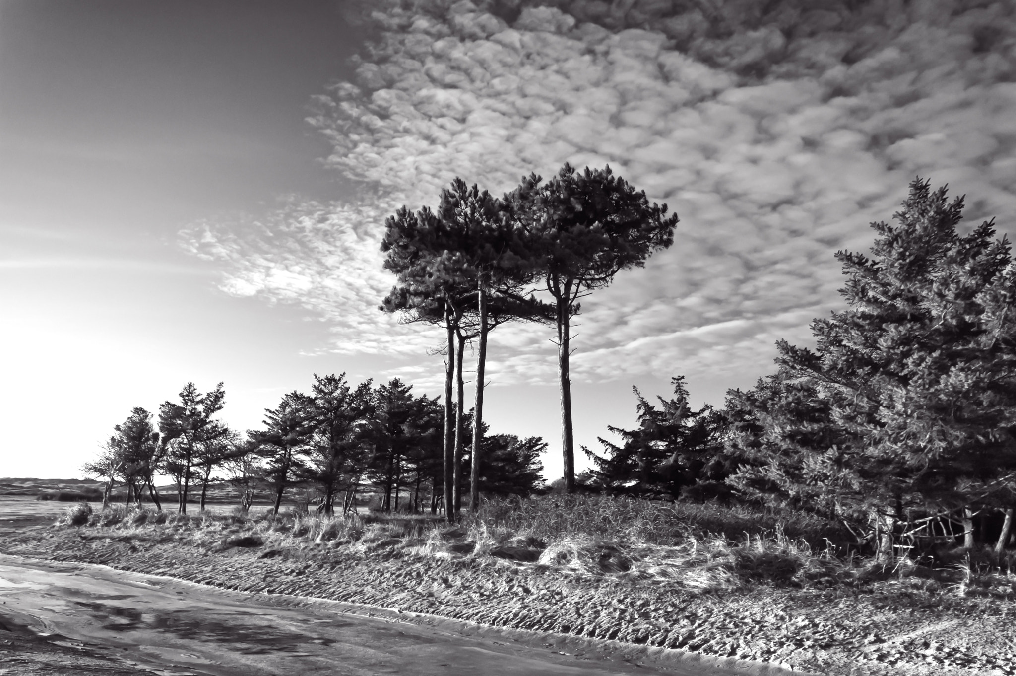 Nikon D70 sample photo. Texel in black &amp; white photography