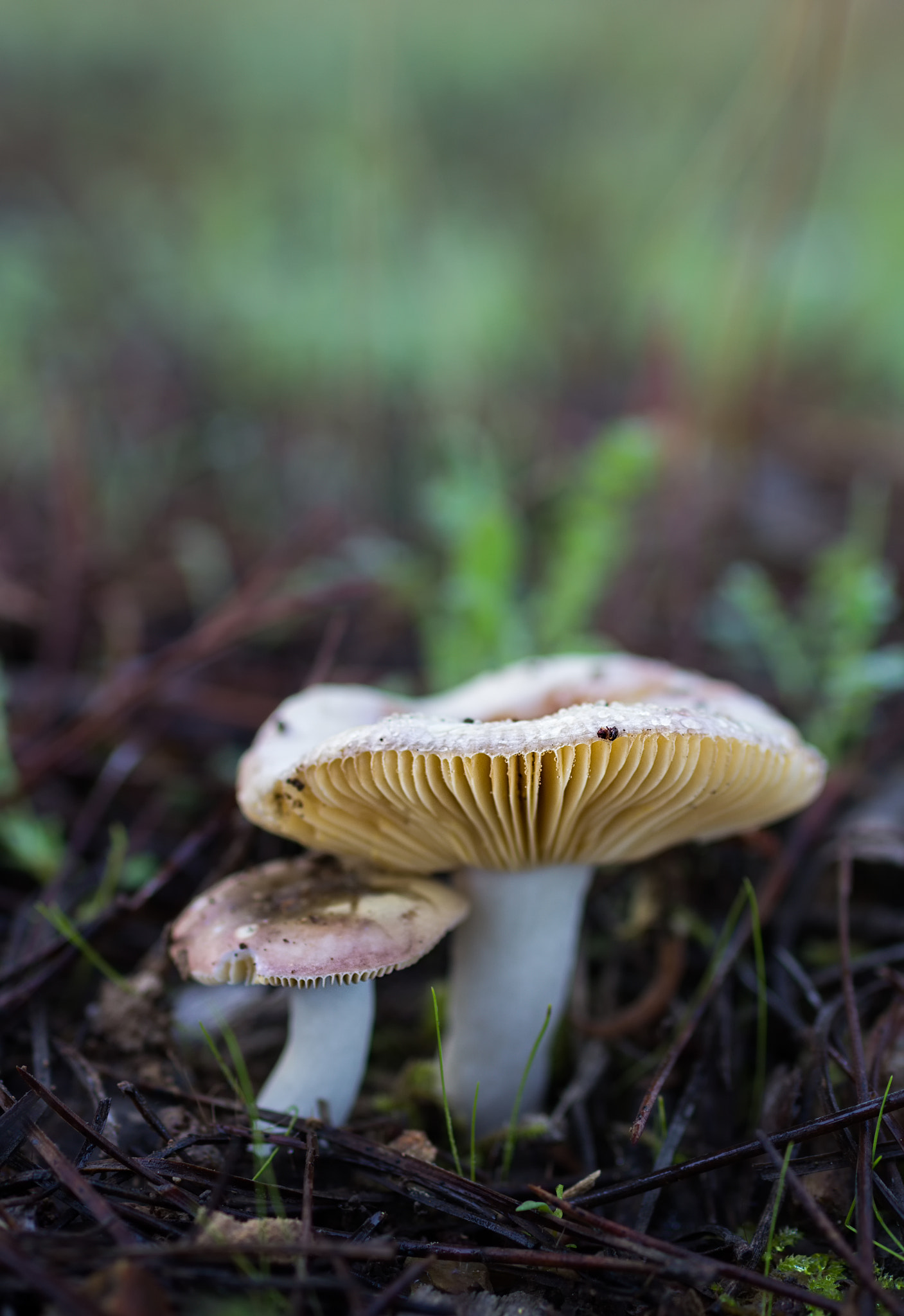 Canon EOS 60D + Sigma 50mm f/2.8 EX sample photo. Small mushrooms on the forest floor photography