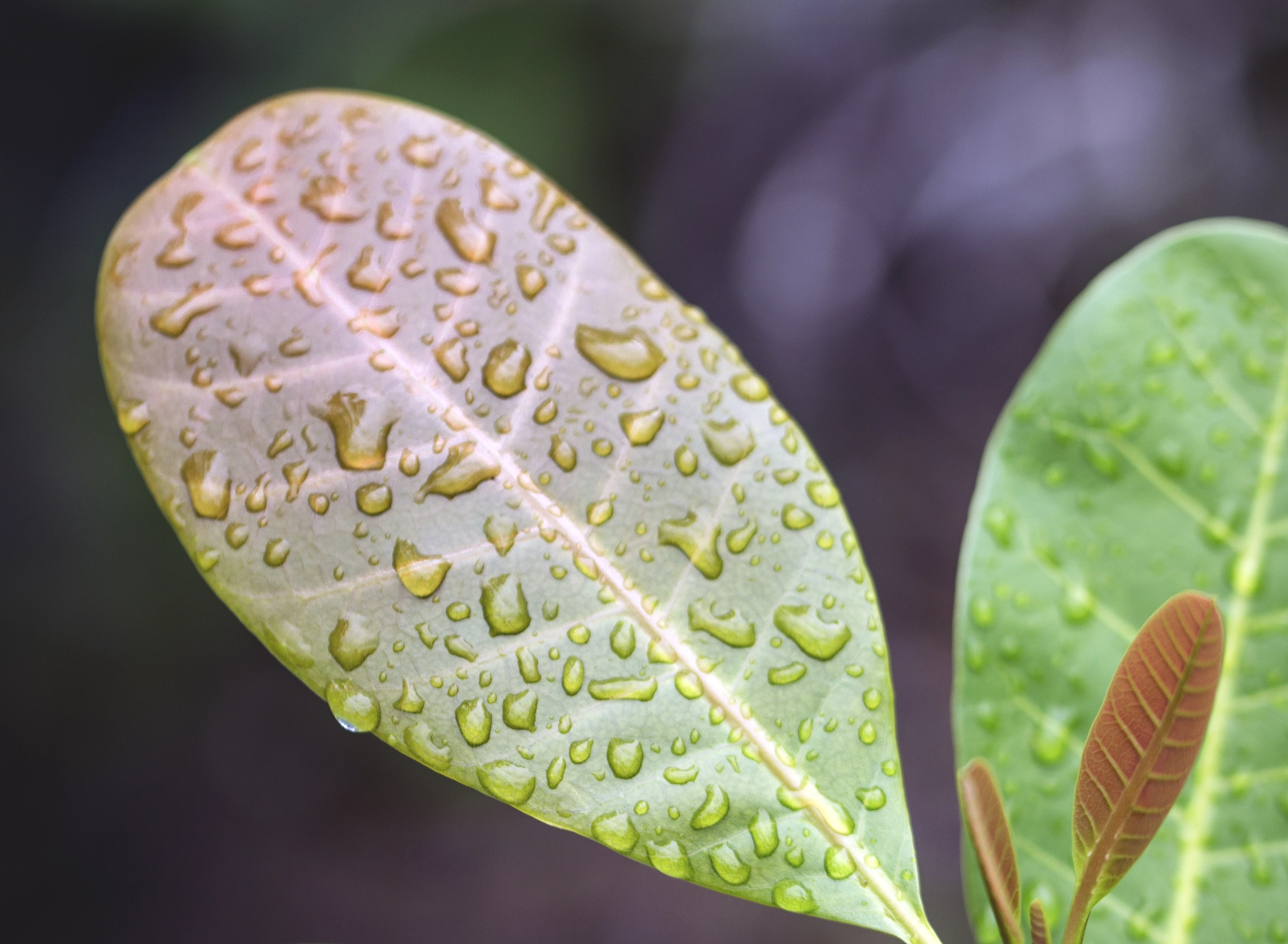 Canon EOS 600D (Rebel EOS T3i / EOS Kiss X5) sample photo. Water leaf photography