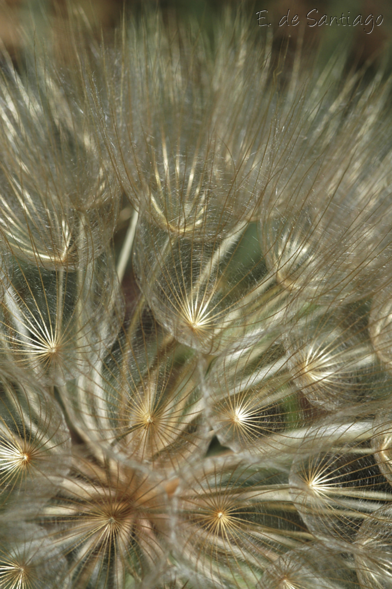 Nikon D70 sample photo. Little ray of sunshine photography