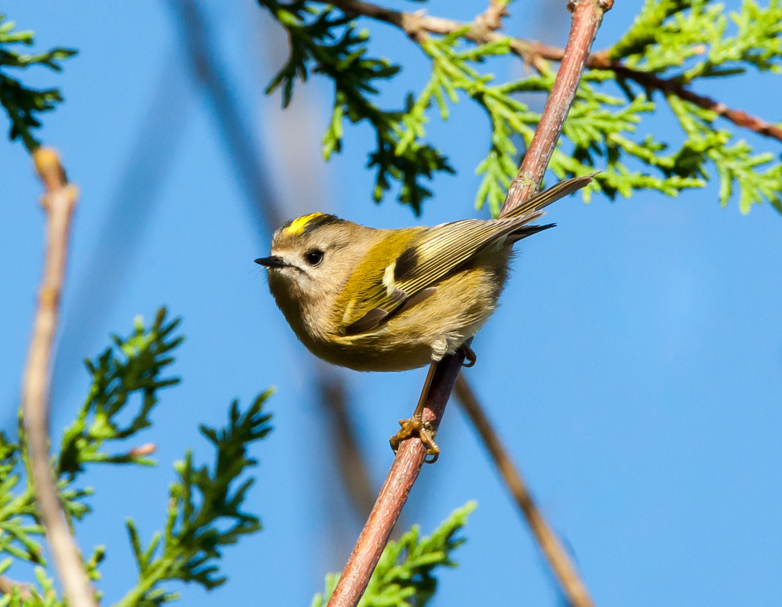 Canon EOS-1D Mark III sample photo. Goldcrest photography