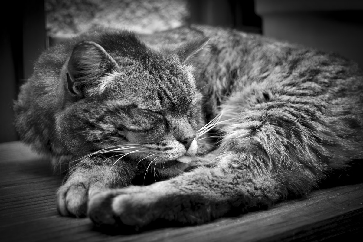 Nikon D600 sample photo. Taking a nap photography