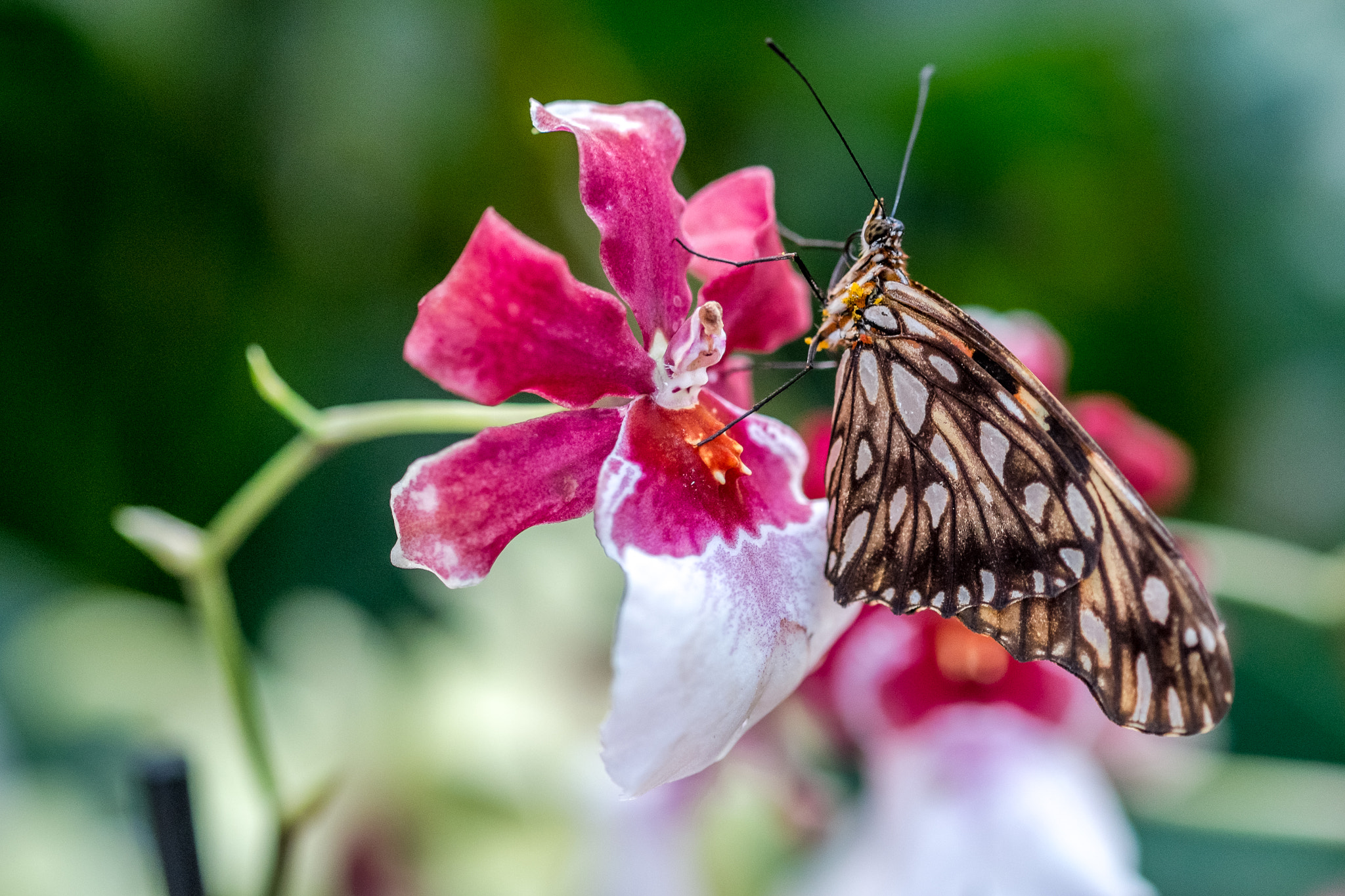 Fujifilm X-M1 + Fujifilm XF 60mm F2.4 R Macro sample photo. Agraulis photography