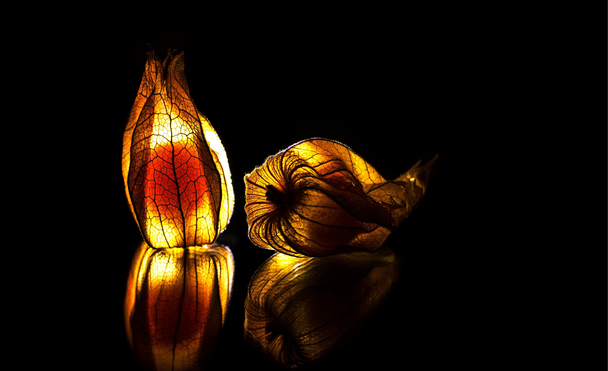 Sigma 70mm F2.8 EX DG Macro sample photo. Physalis photography