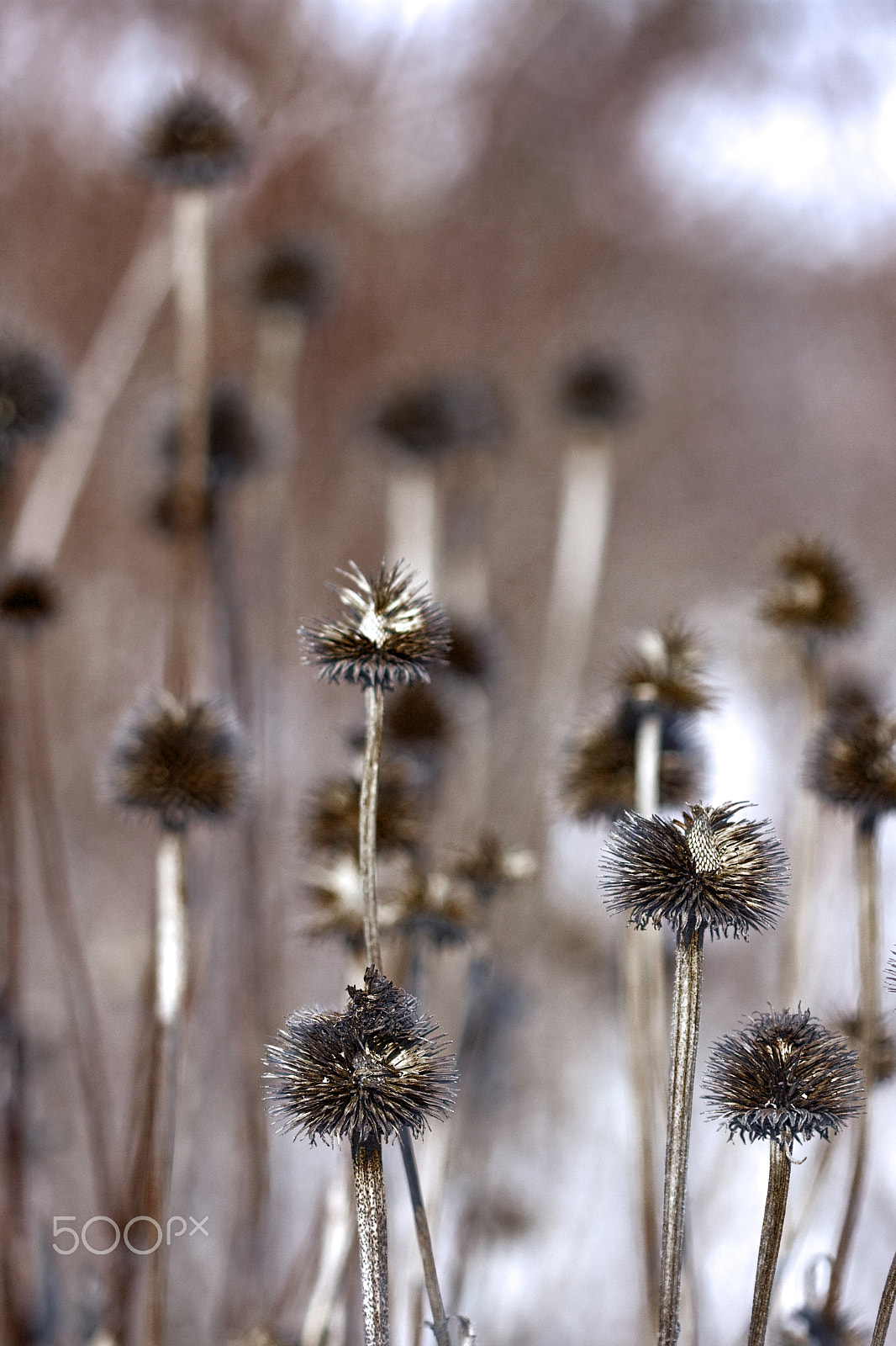 Canon EOS 40D + Canon EF 100mm F2.8 Macro USM sample photo. Low f death photography