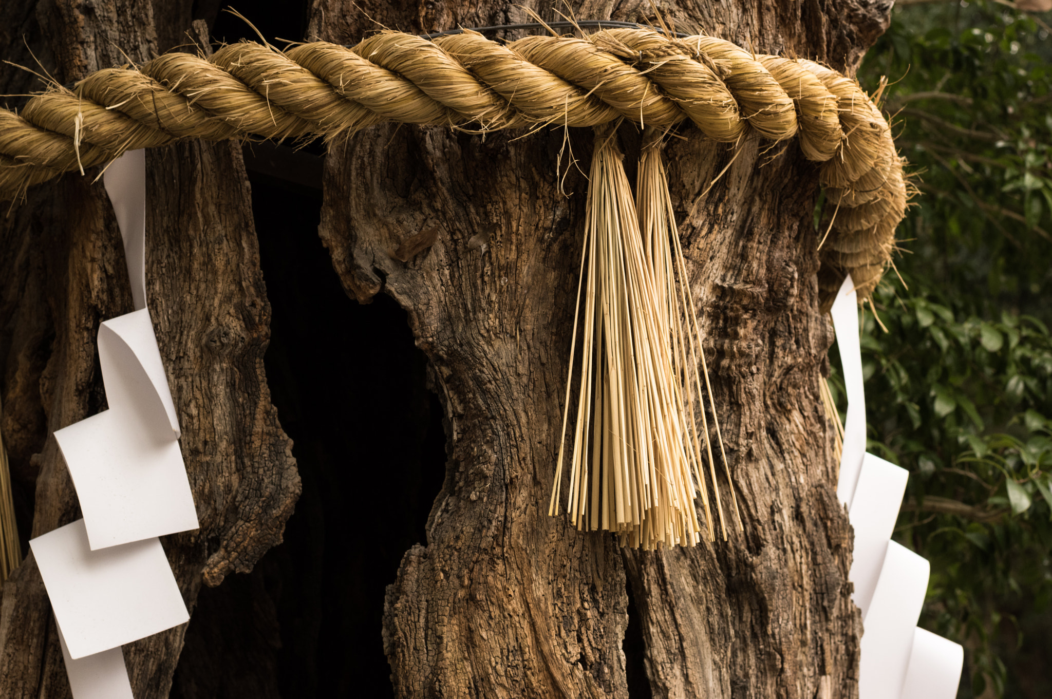 Pentax K-3 II + A Series Lens sample photo. Old tree photography