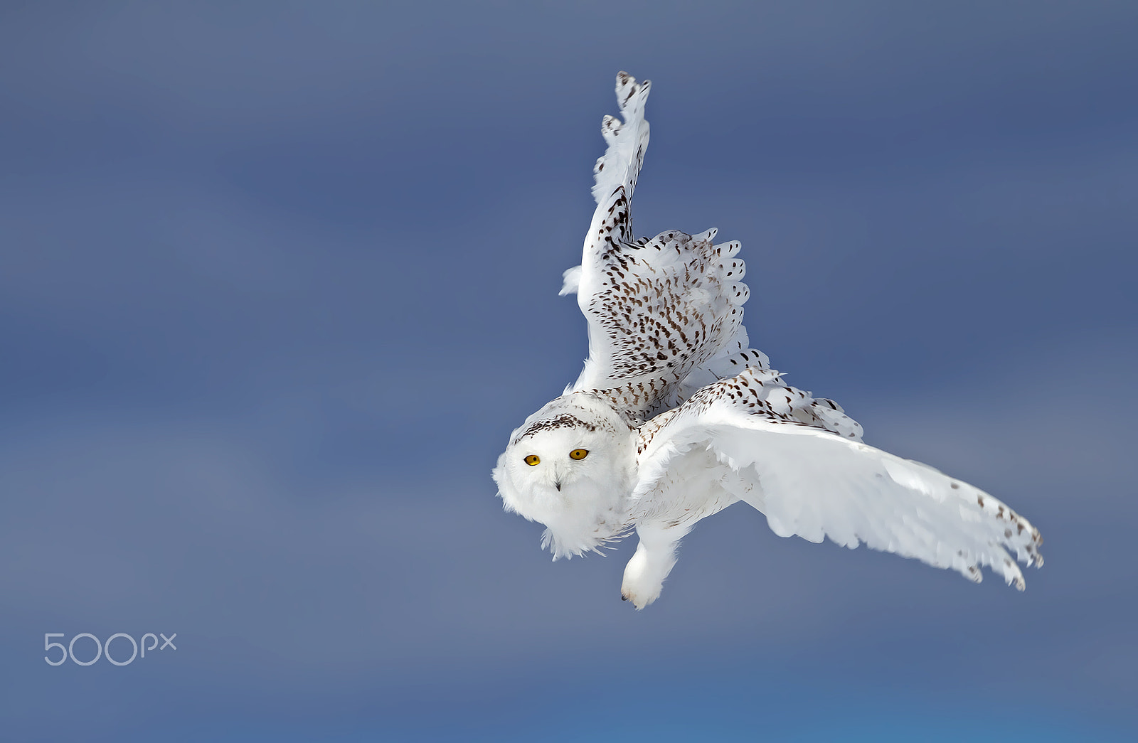 Canon EF 300mm F2.8L IS II USM sample photo. Flight of the snowy owl photography