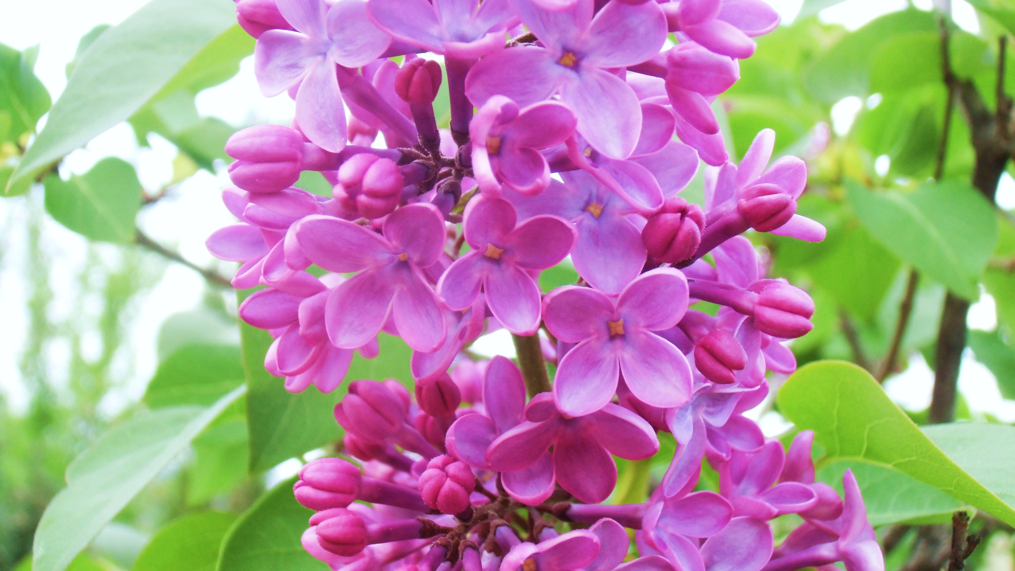 CASIO EX-ZS150 sample photo. Lilas de lila photography