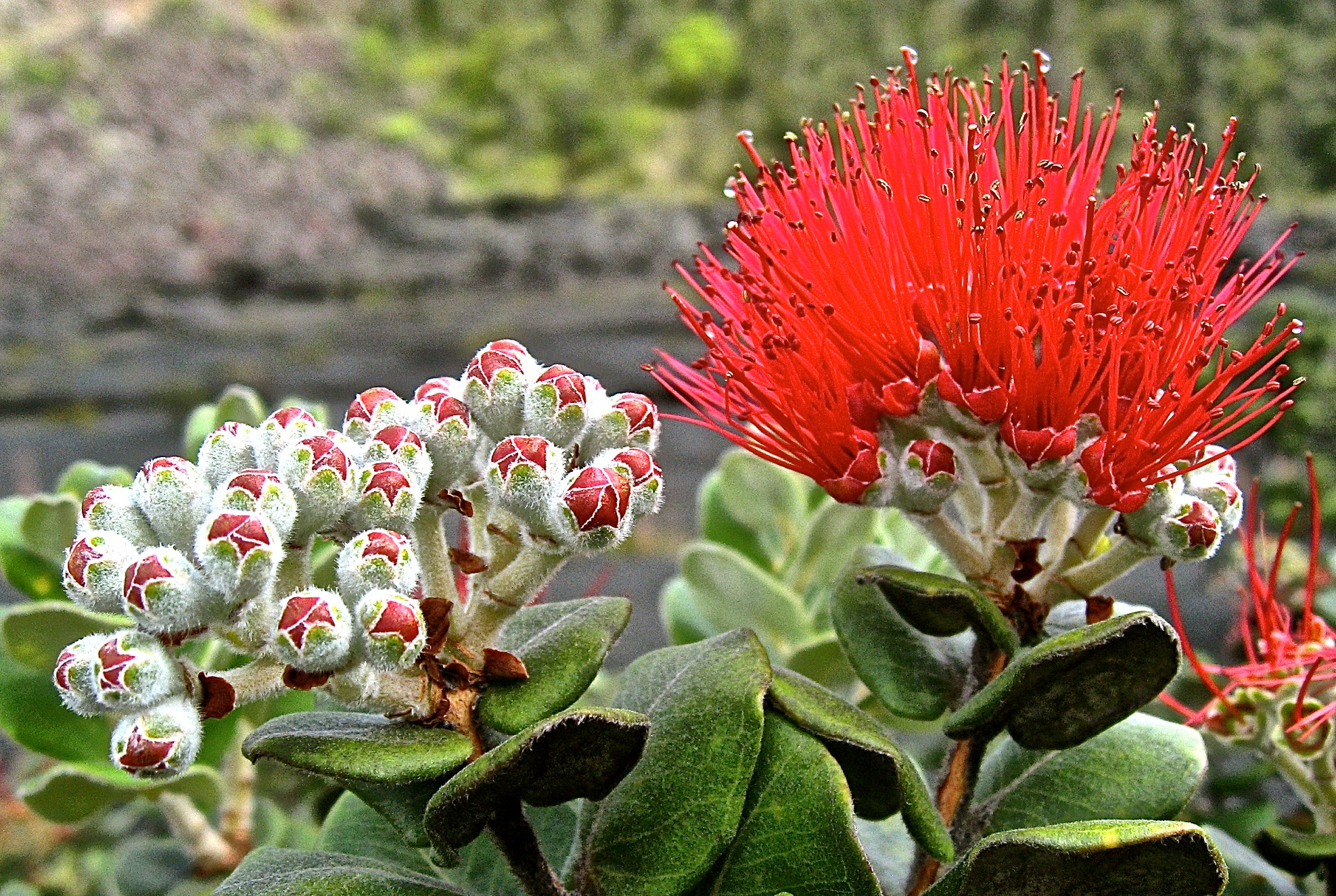 Canon POWERSHOT SD700 IS sample photo. Lehua - read about the legend photography