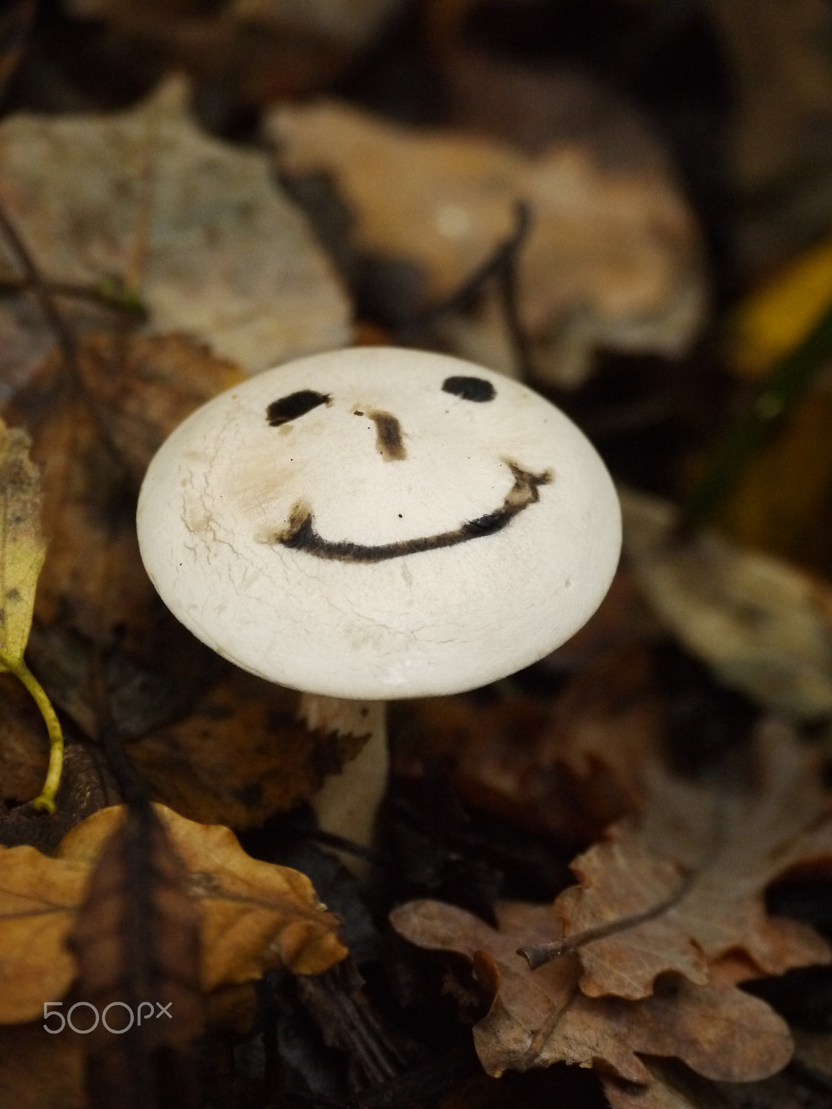 LUMIX G VARIO 14-140mm F4.0-5.8 sample photo. Smiley mushroom photography