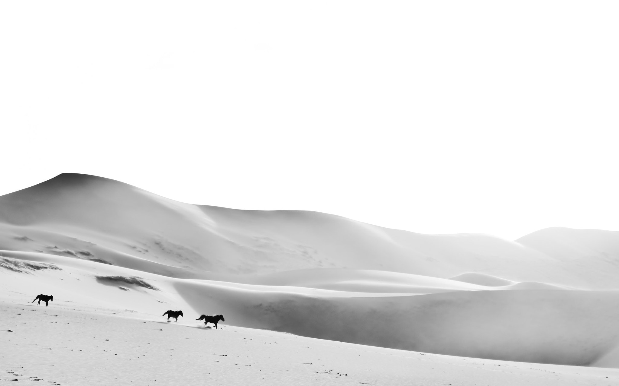 Pentax smc DA 18-55mm F3.5-5.6 AL WR sample photo. Horses on sand dunes by matthias siewert photography