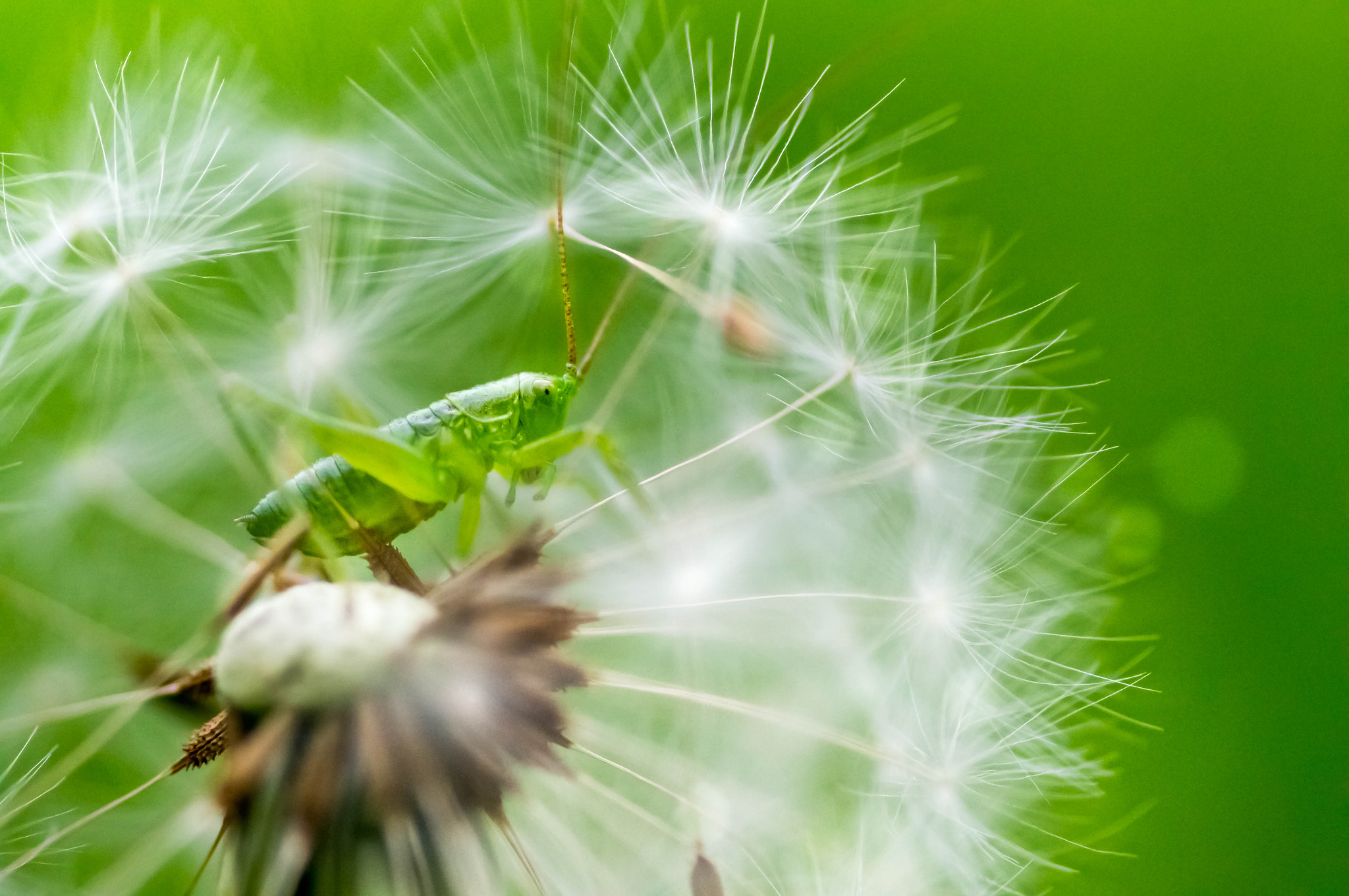 Sony Alpha NEX-5N + Tamron SP AF 90mm F2.8 Di Macro sample photo. Green guy in the green world photography