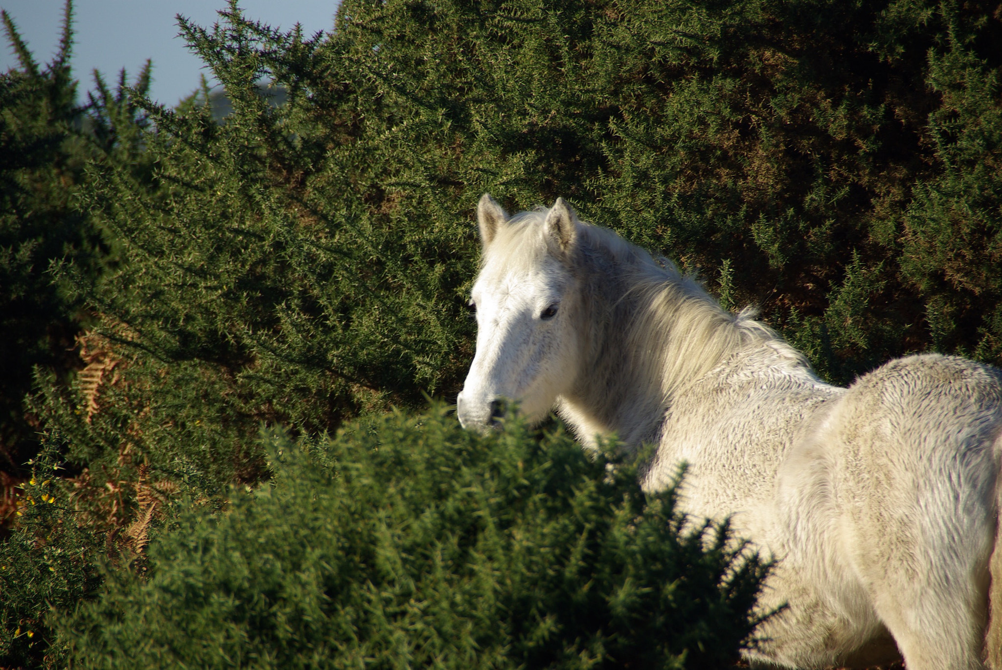 Pentax K10D + Tamron AF 18-250mm F3.5-6.3 Di II LD Aspherical (IF) Macro sample photo. New forest pony photography