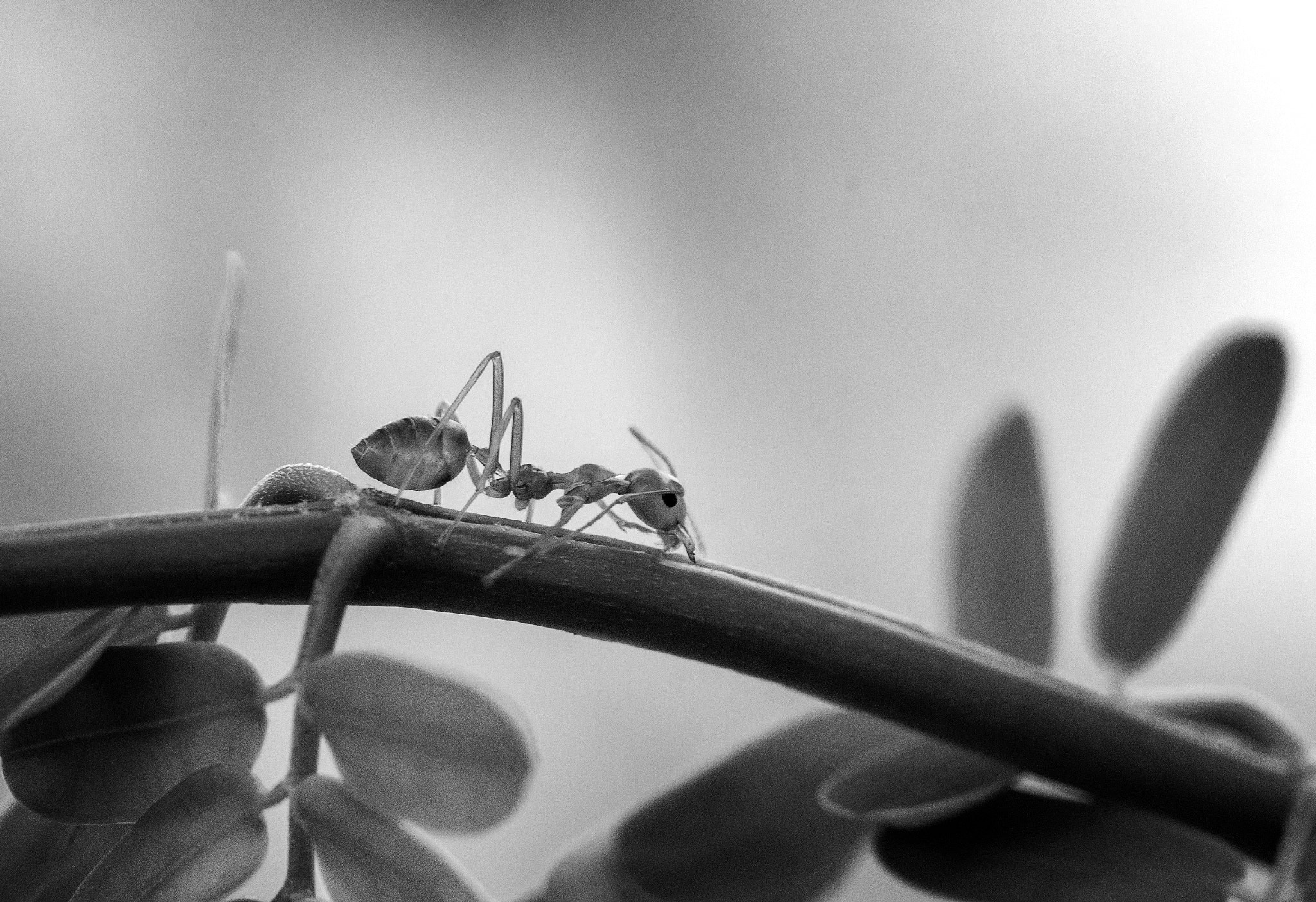 Canon EOS 600D (Rebel EOS T3i / EOS Kiss X5) sample photo. Ant on a stem photography