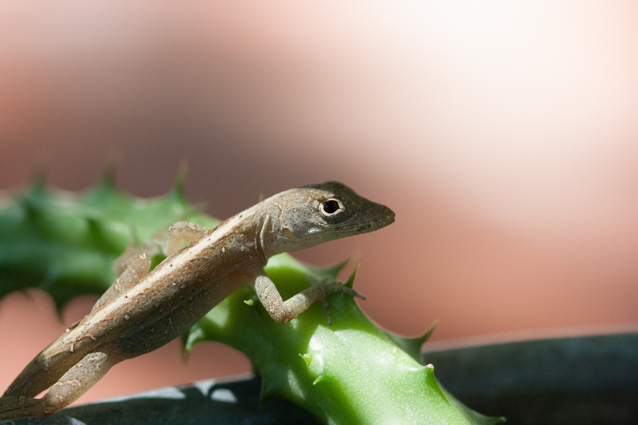 Canon EF 100mm F2.8 Macro USM sample photo. Lizard photography