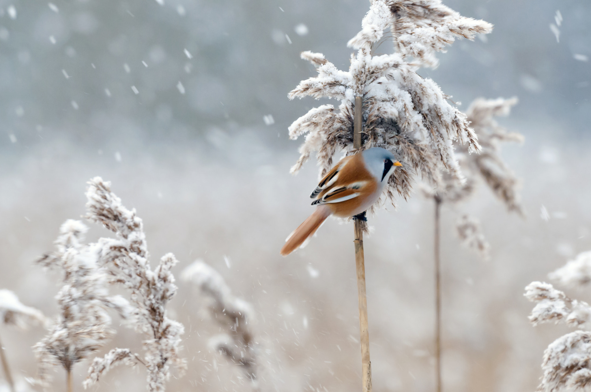 Sigma 50-500mm F4.5-6.3 DG OS HSM sample photo. Bearded reedling (panurus biarmicus photography
