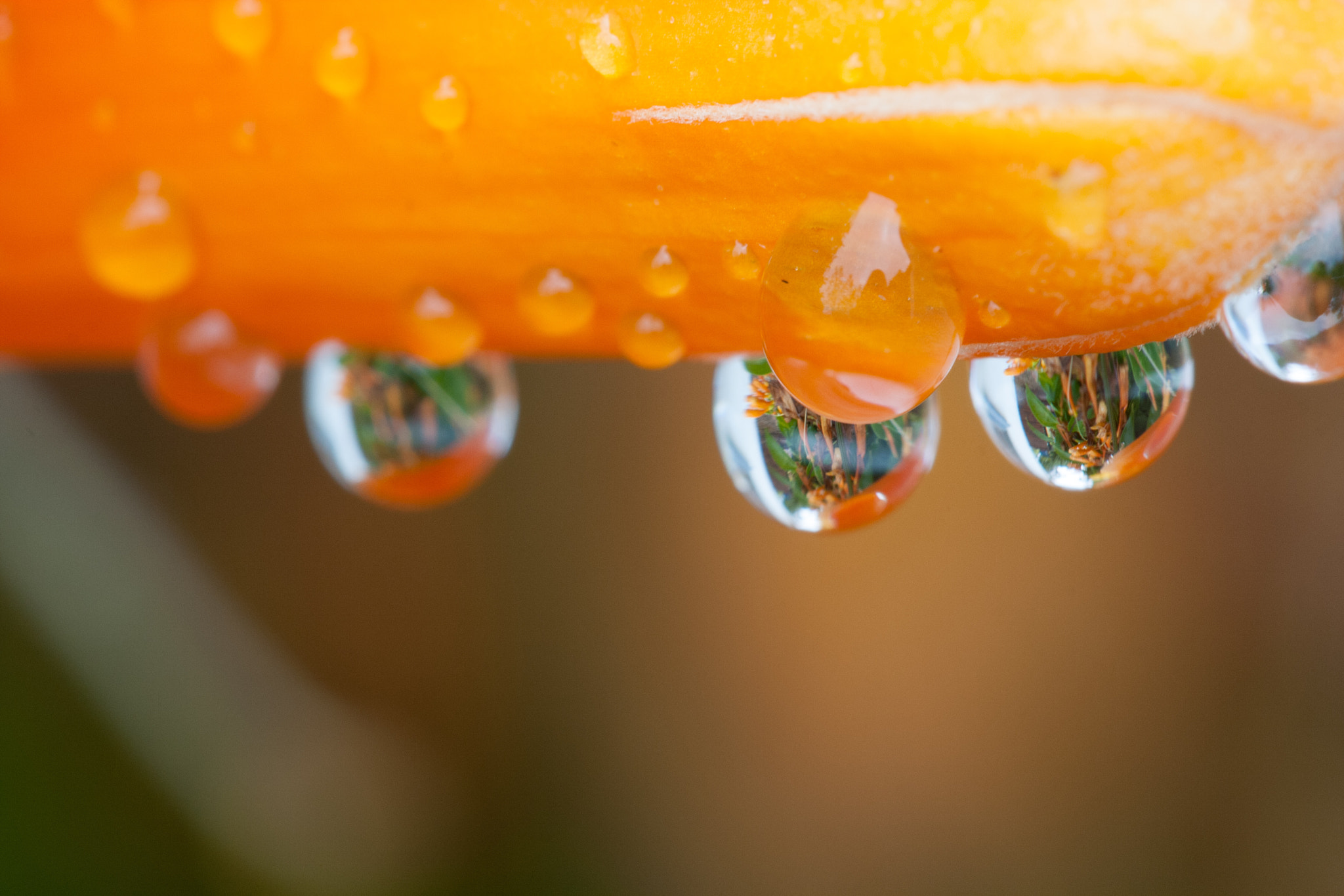 Canon EF 100mm F2.8 Macro USM sample photo. Through the water drop photography