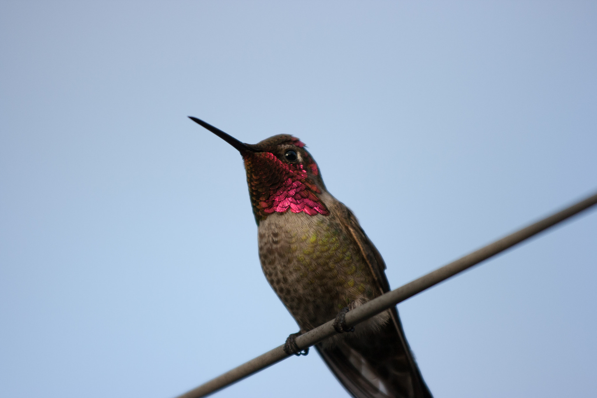 Canon EOS 400D (EOS Digital Rebel XTi / EOS Kiss Digital X) sample photo. Hummingbird photography