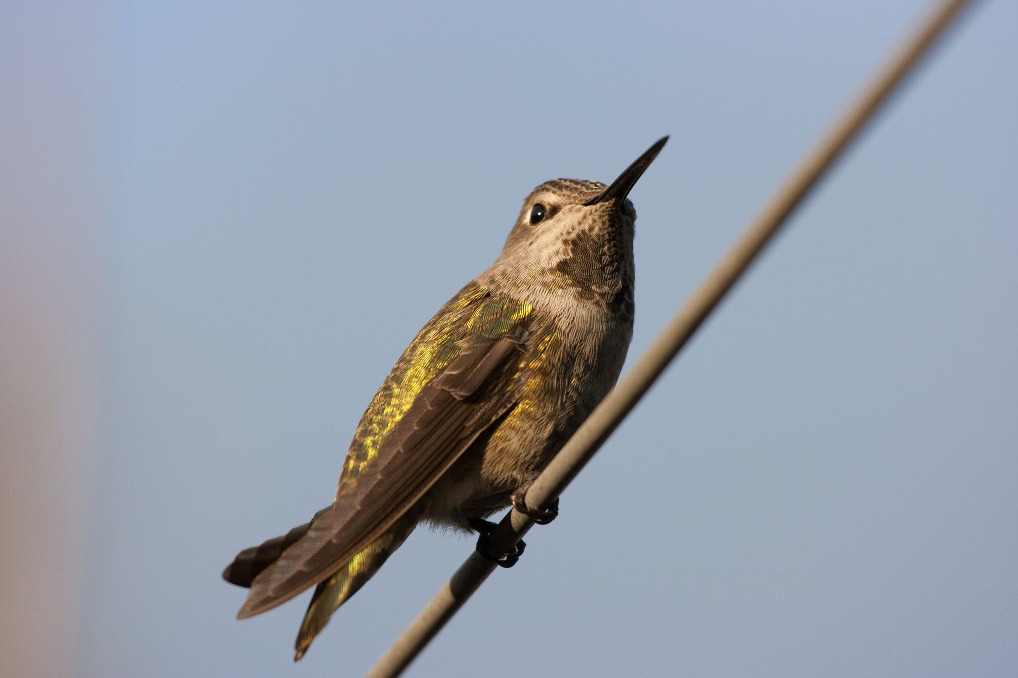 Canon EOS 400D (EOS Digital Rebel XTi / EOS Kiss Digital X) sample photo. Hummingbird photography