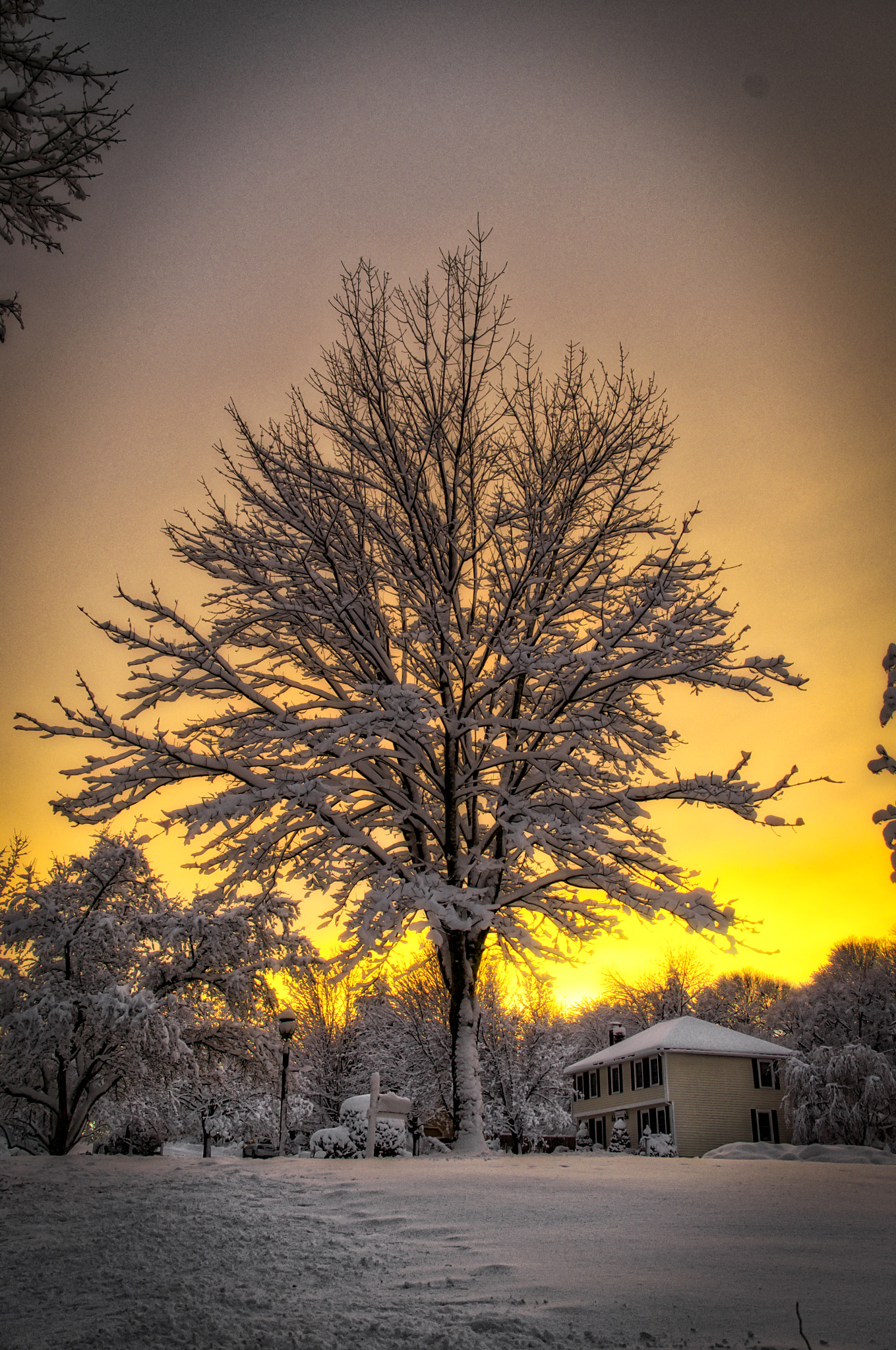 Nikon D5100 + Sigma 18-125mm F3.8-5.6 DC OS HSM sample photo. Snowy tree at dusk photography