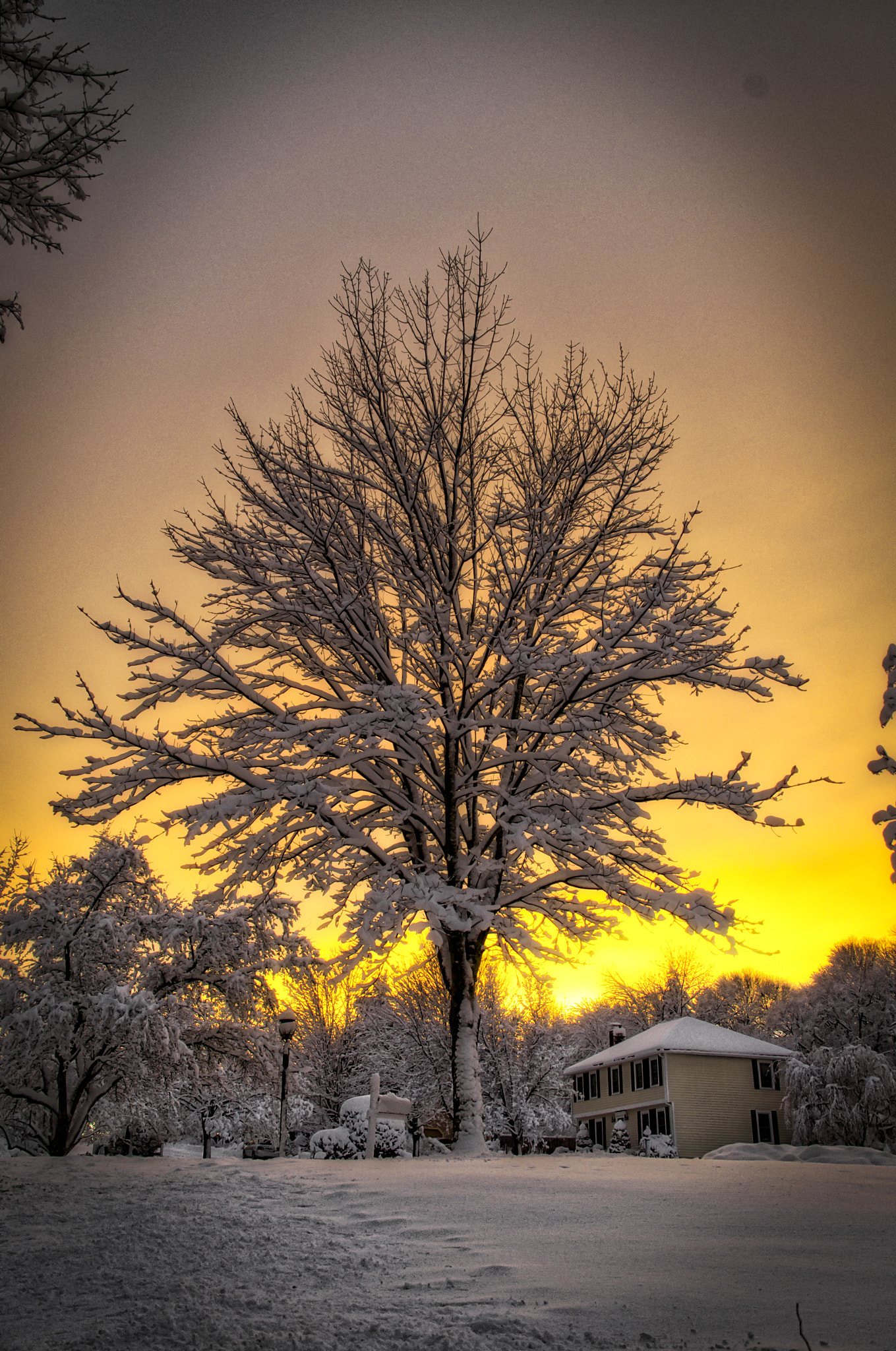 Sigma 18-125mm F3.8-5.6 DC OS HSM sample photo. Snowy tree at dusk photography